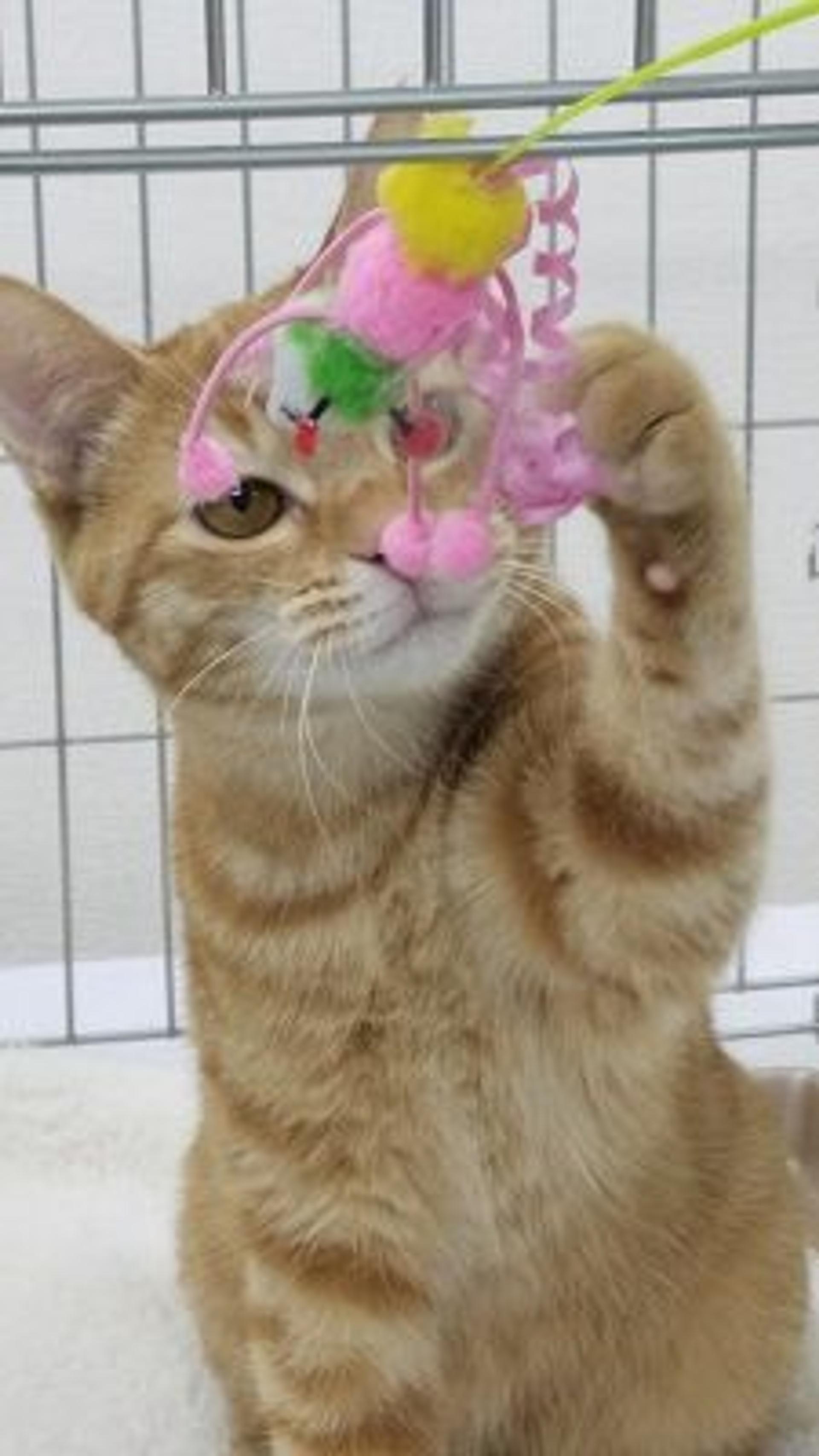 pet-image-2