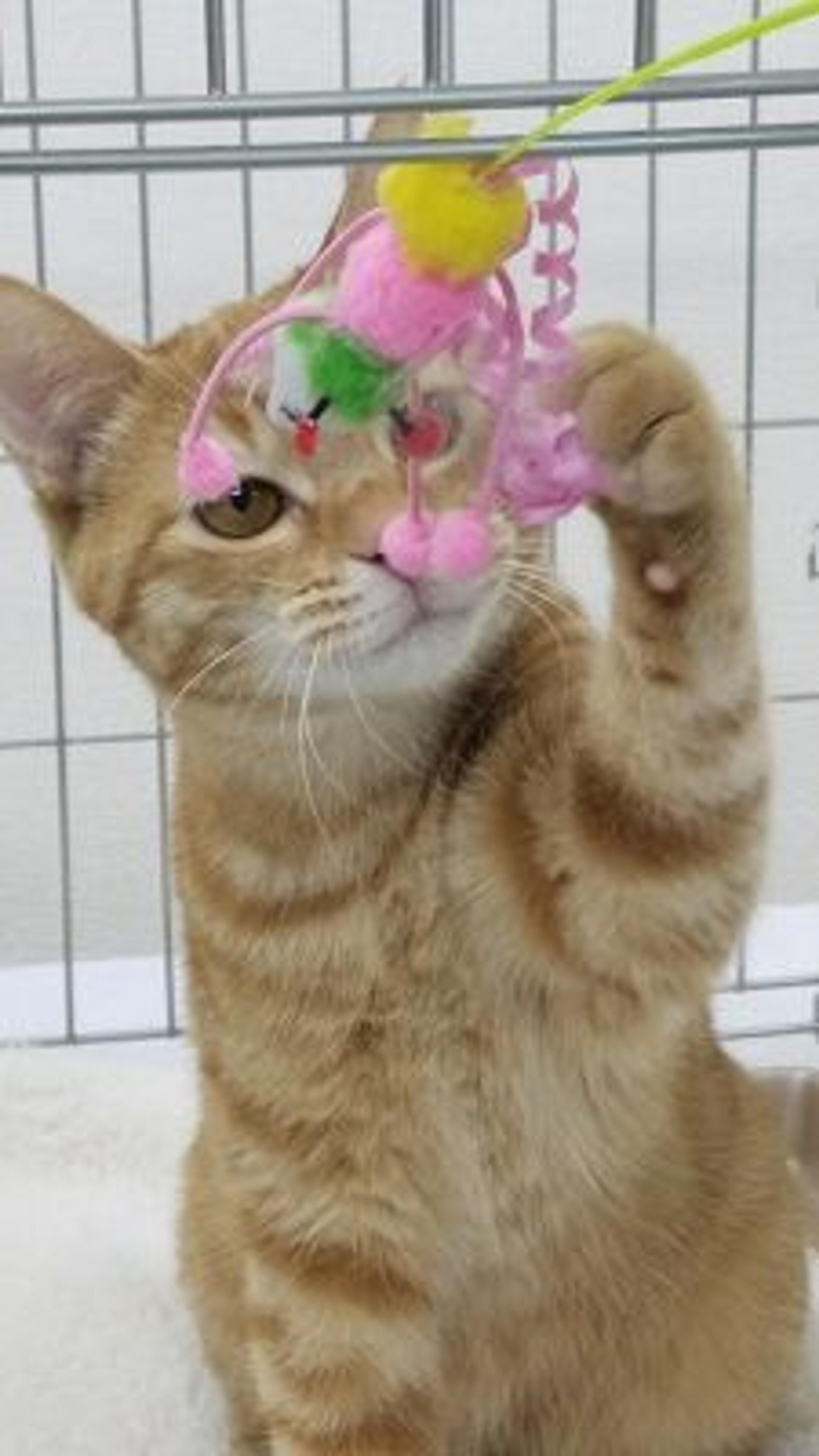 pet-image-2