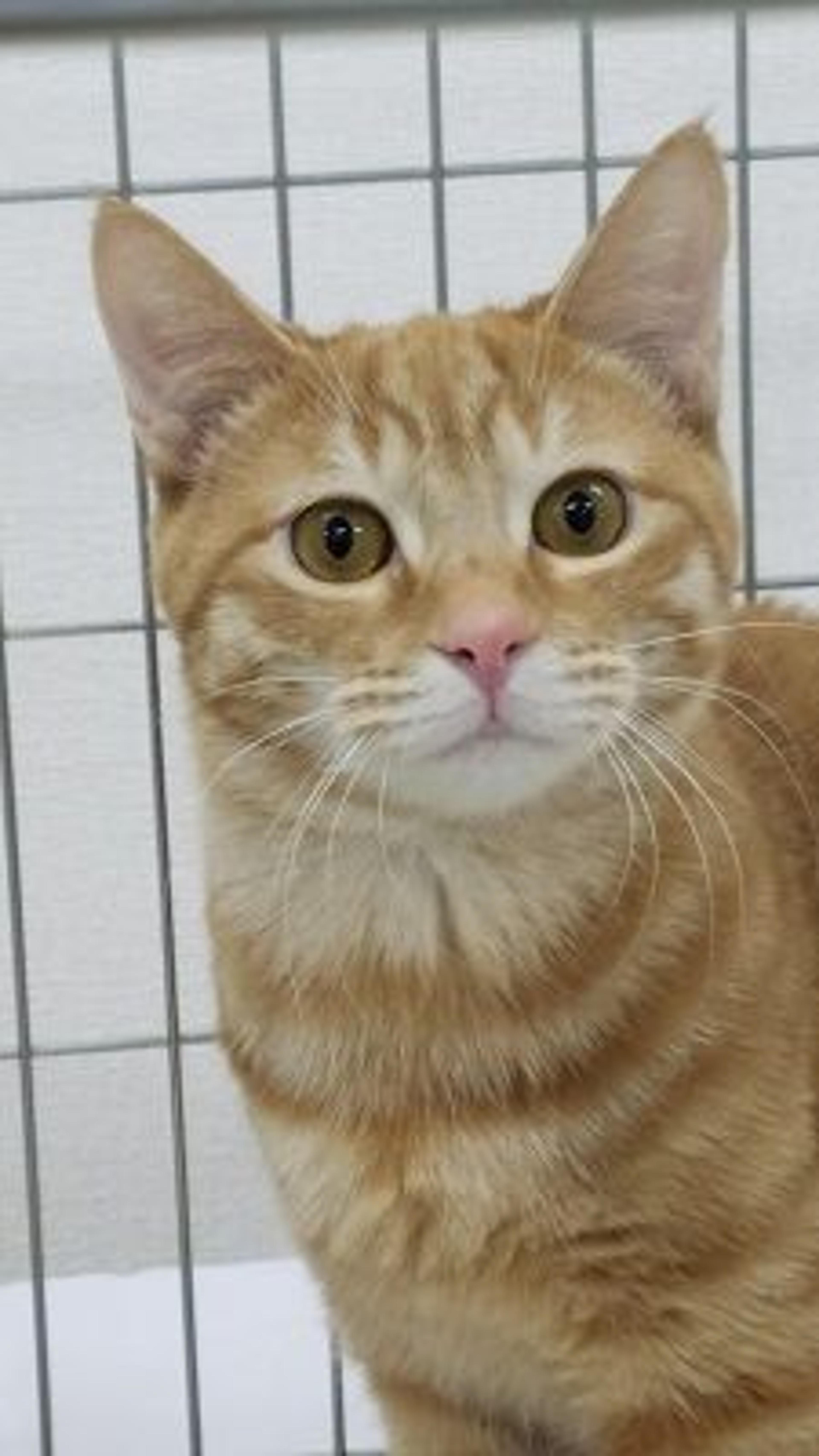 pet-image-3