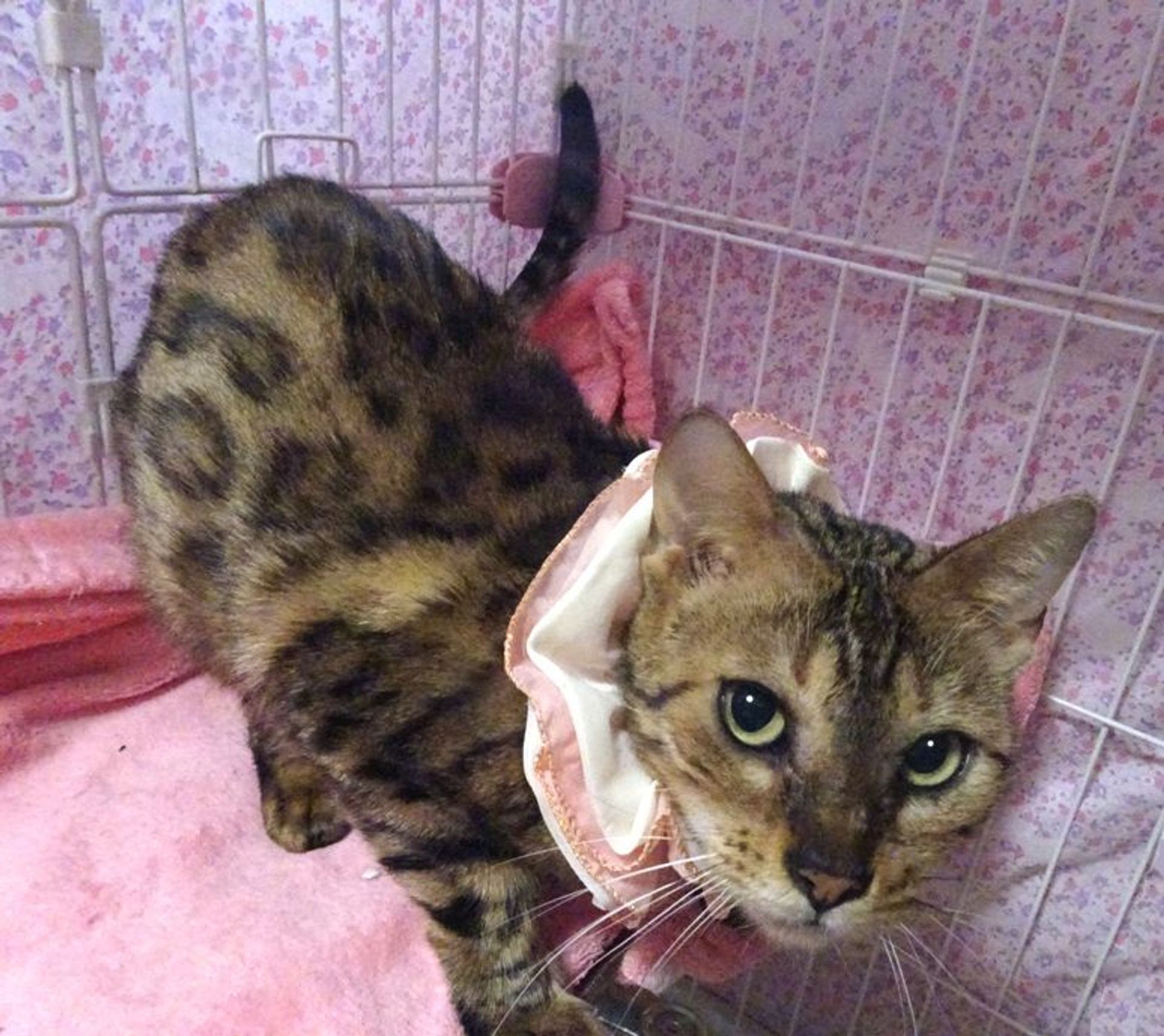 ベンガル・メスの里親募集の写真