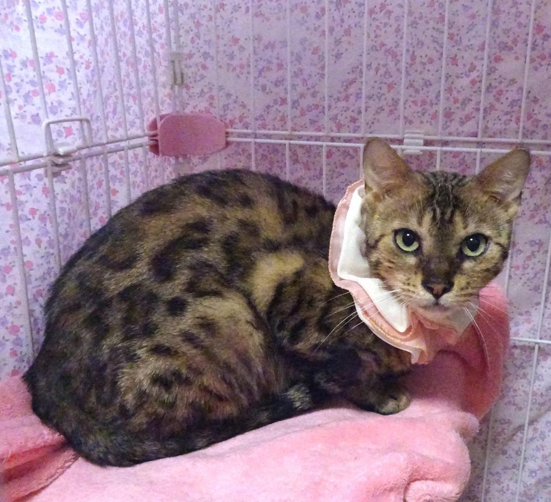 pet-image-3
