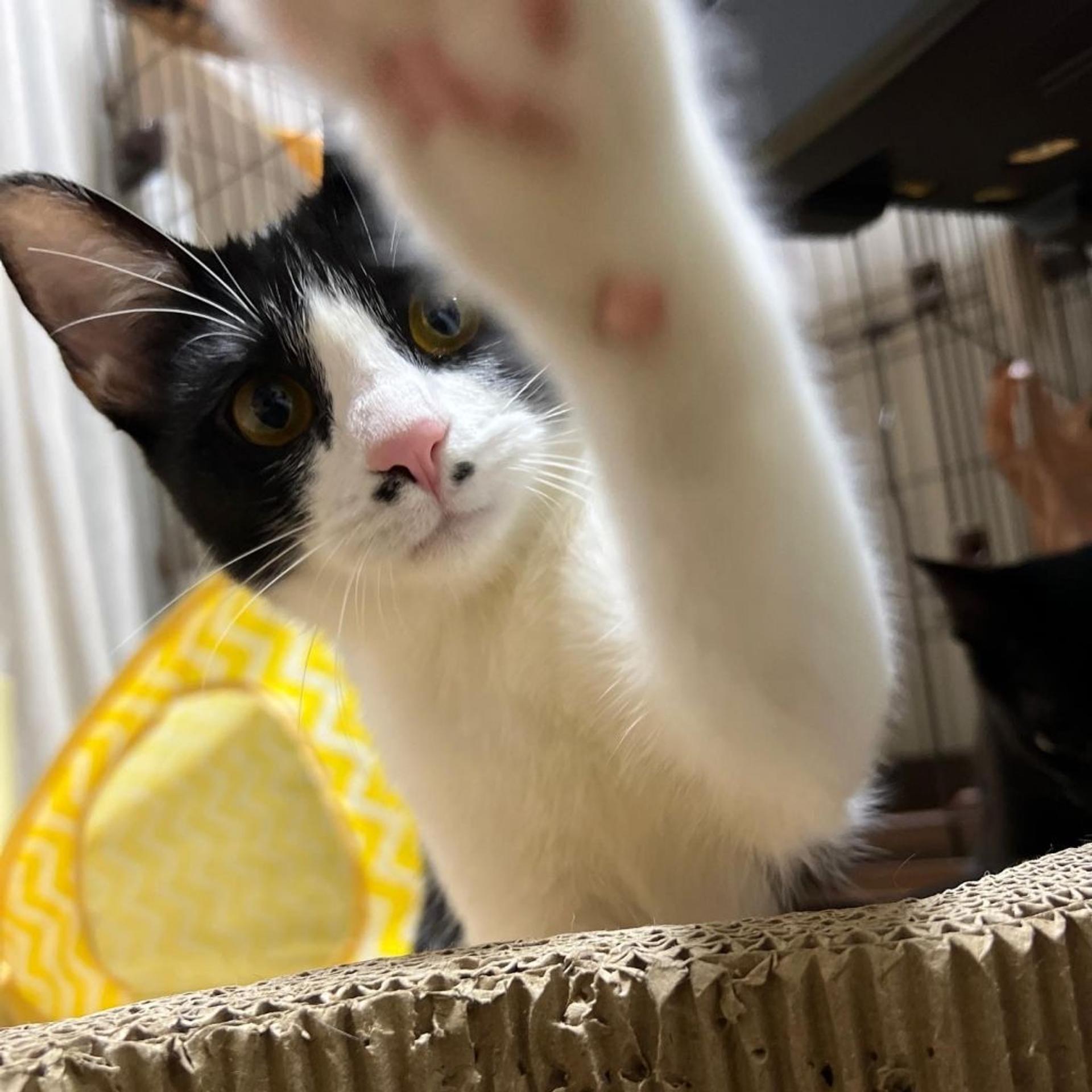 pet-image-9