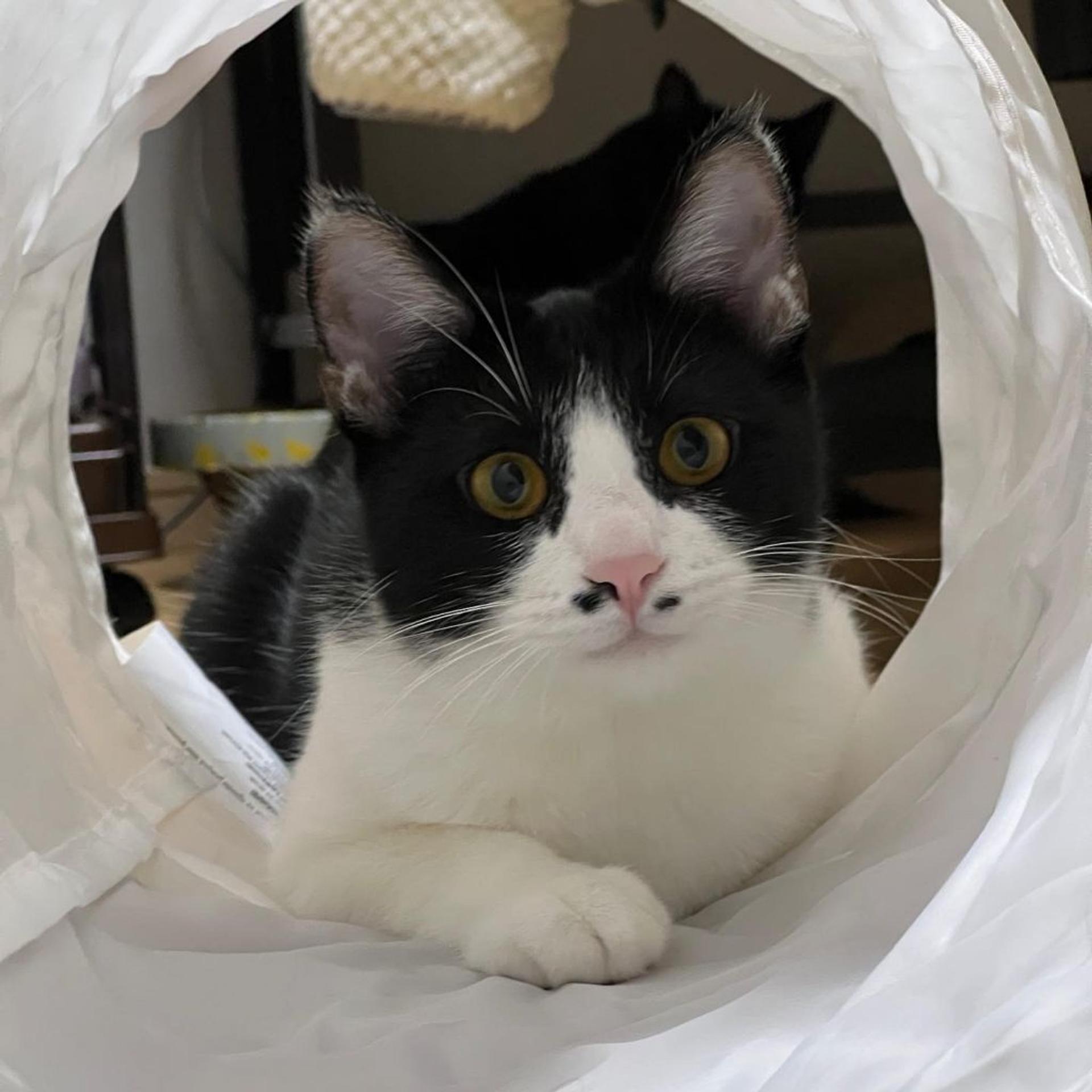 pet-image-2