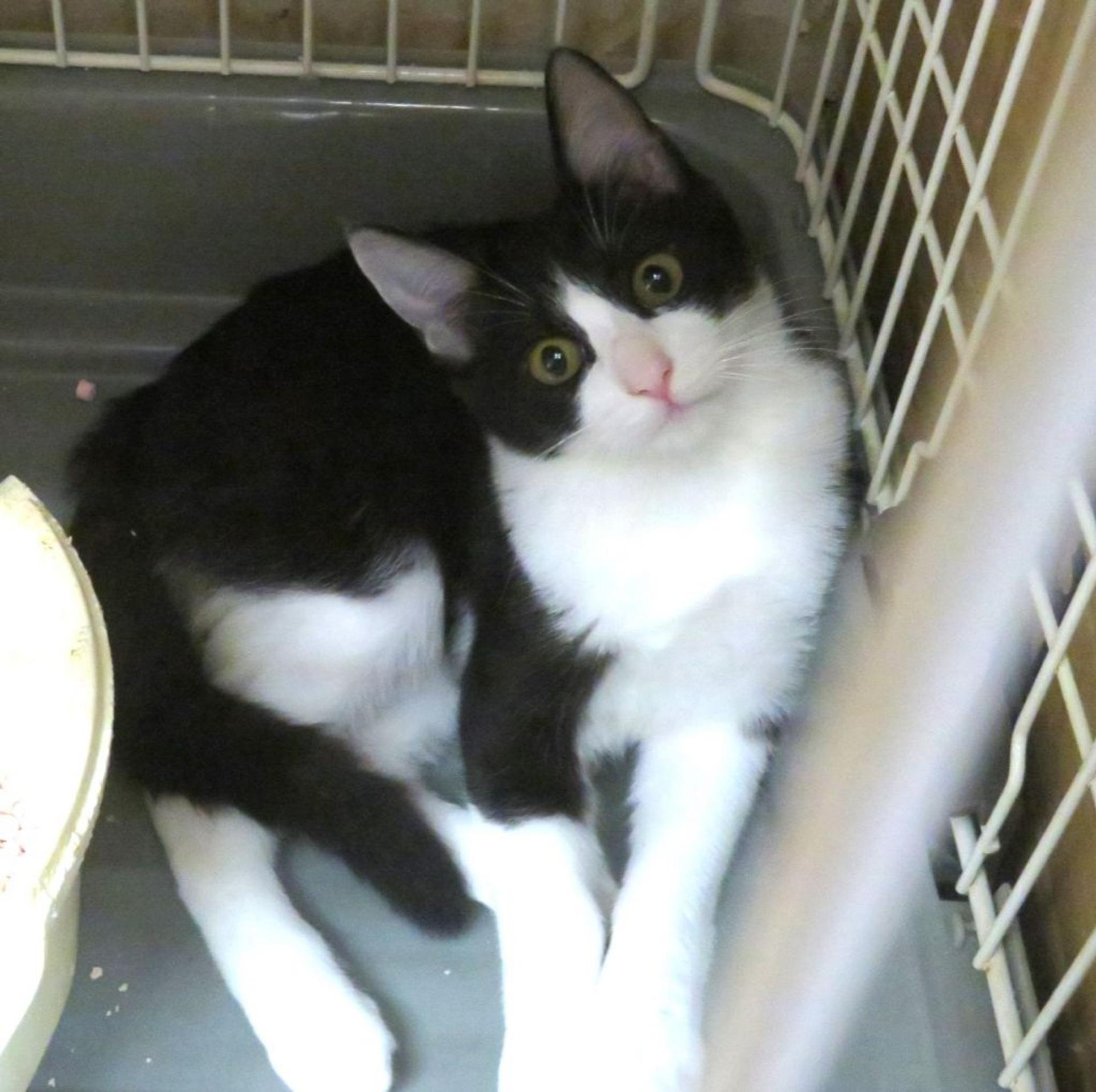 pet-image-2