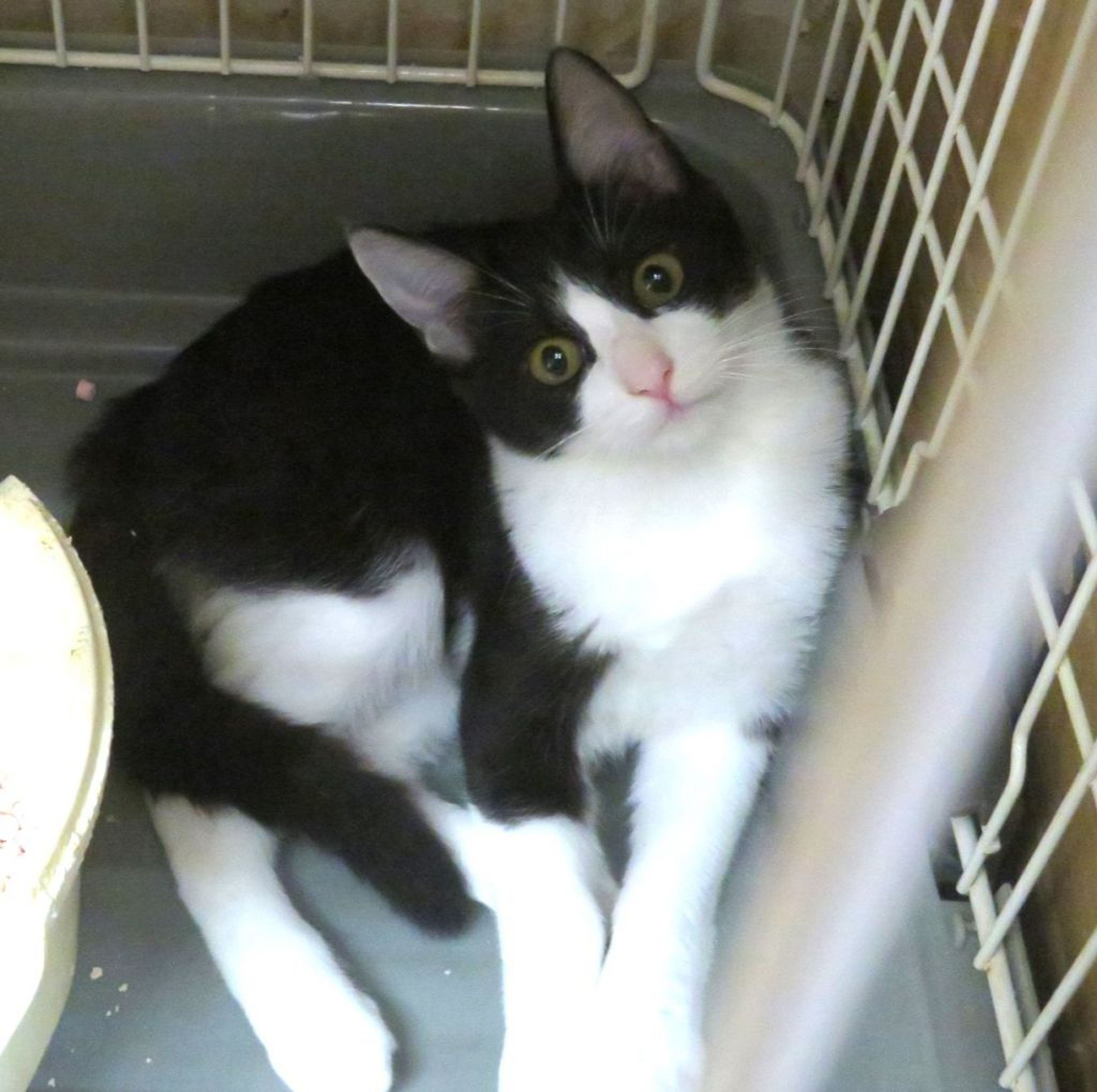 pet-image-2