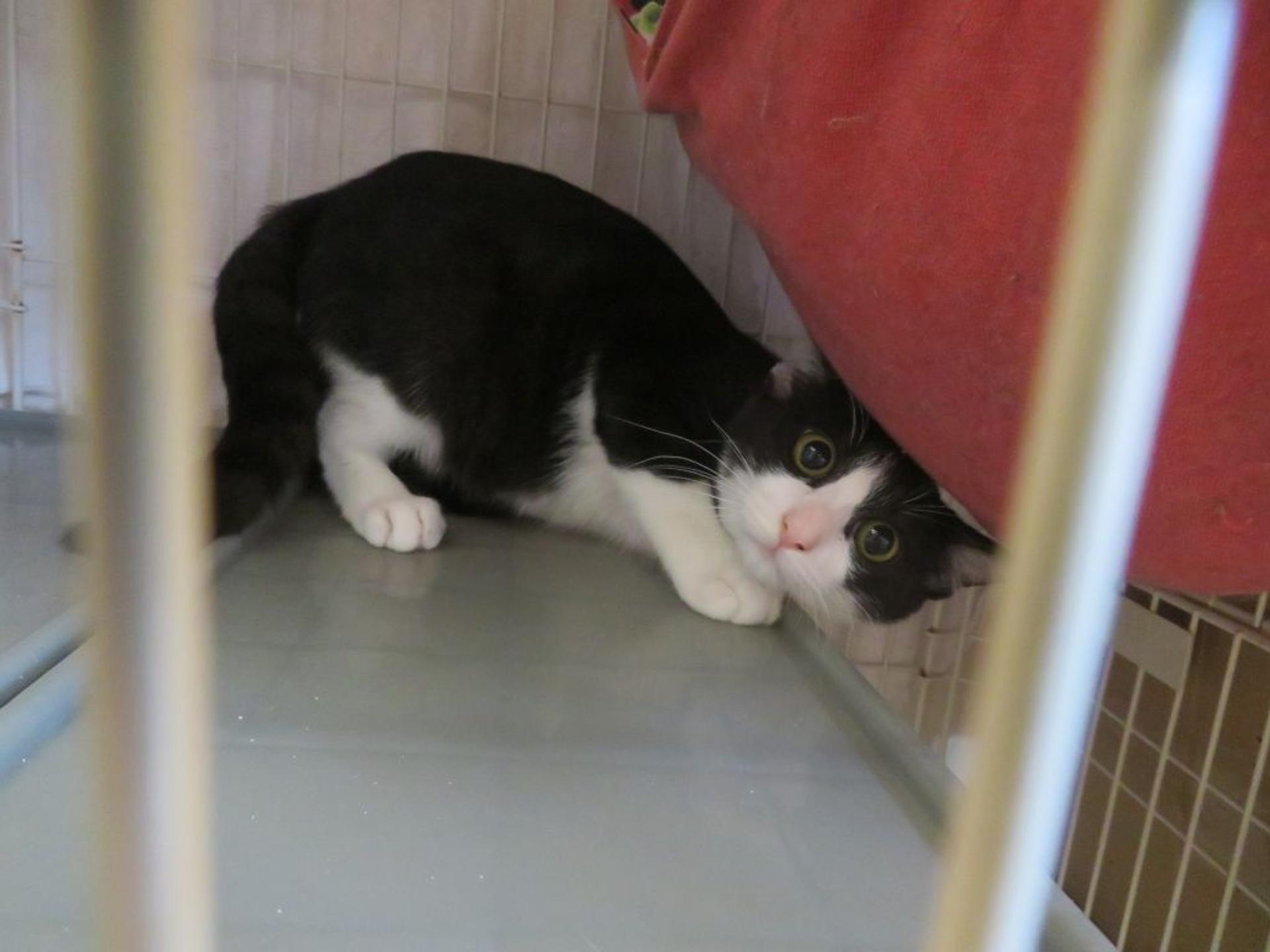 pet-image-3