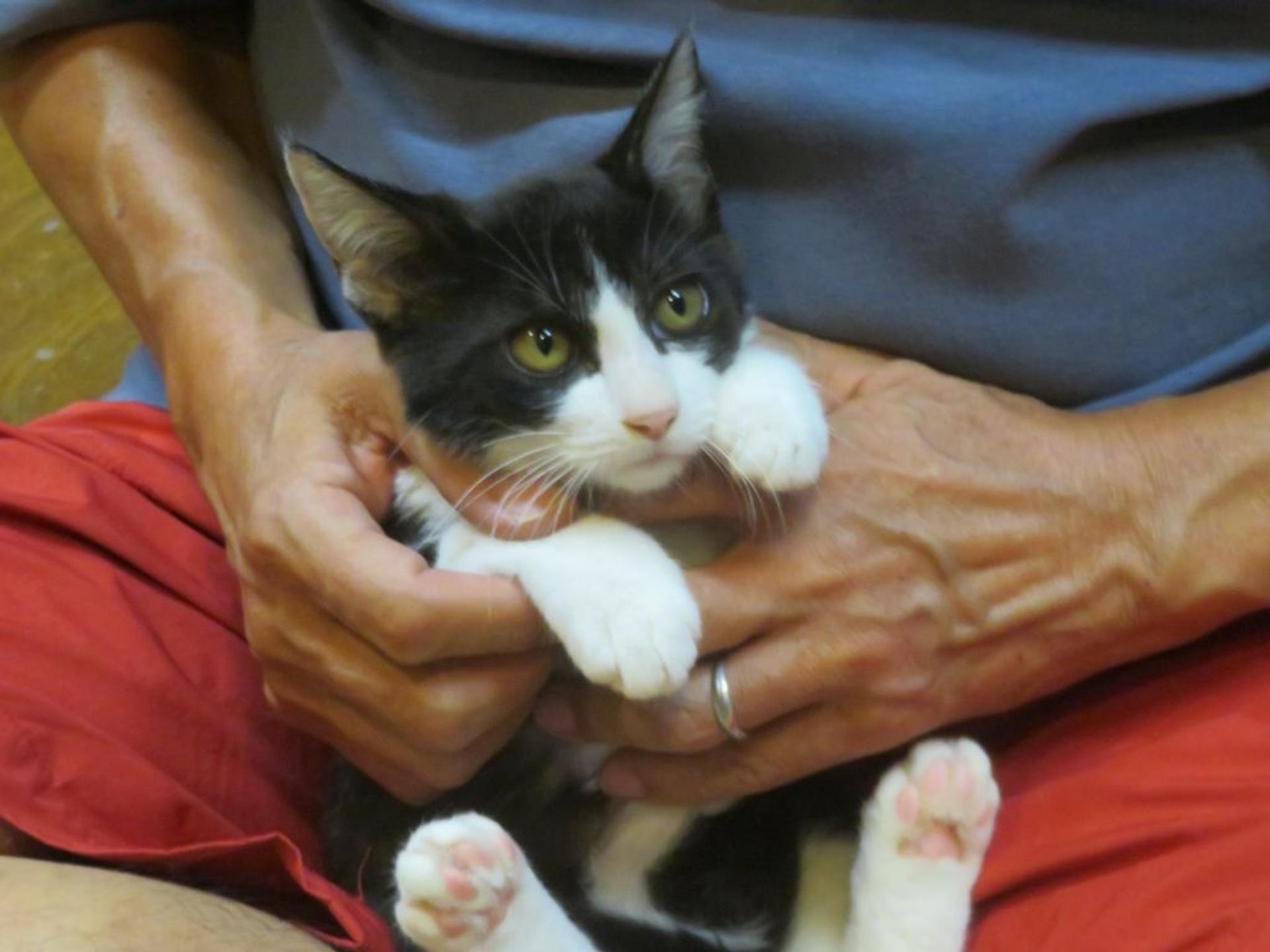 pet-image-4