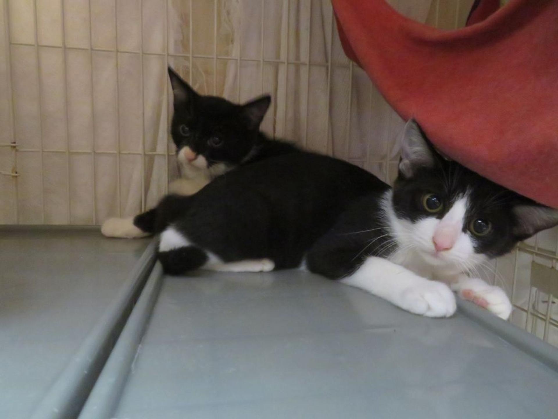 pet-image-5