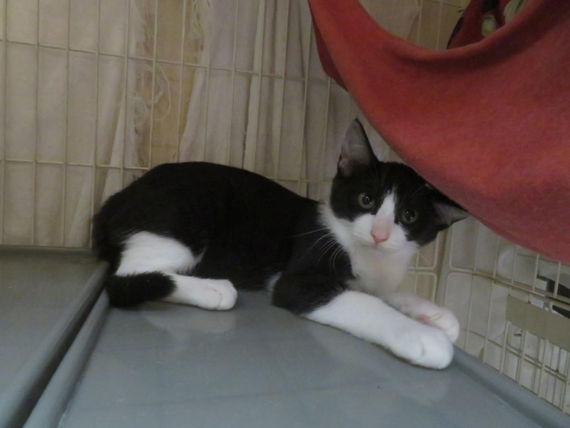 pet-image-6