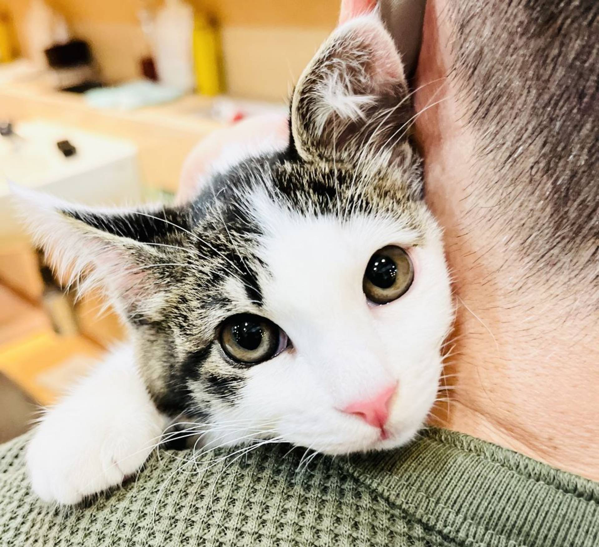 雑種（ミックス猫）・メスの里親募集の写真
