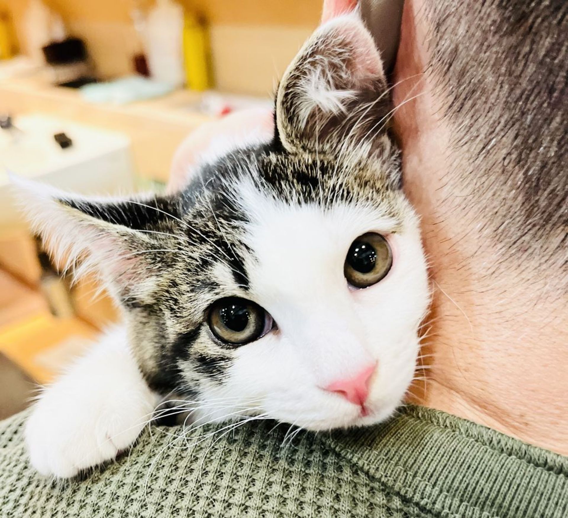 雑種（ミックス猫）・メスの里親募集の写真