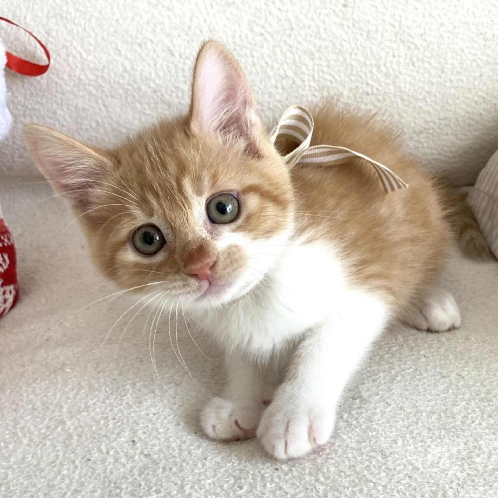 雑種（ミックス猫）・オスの里親募集の写真