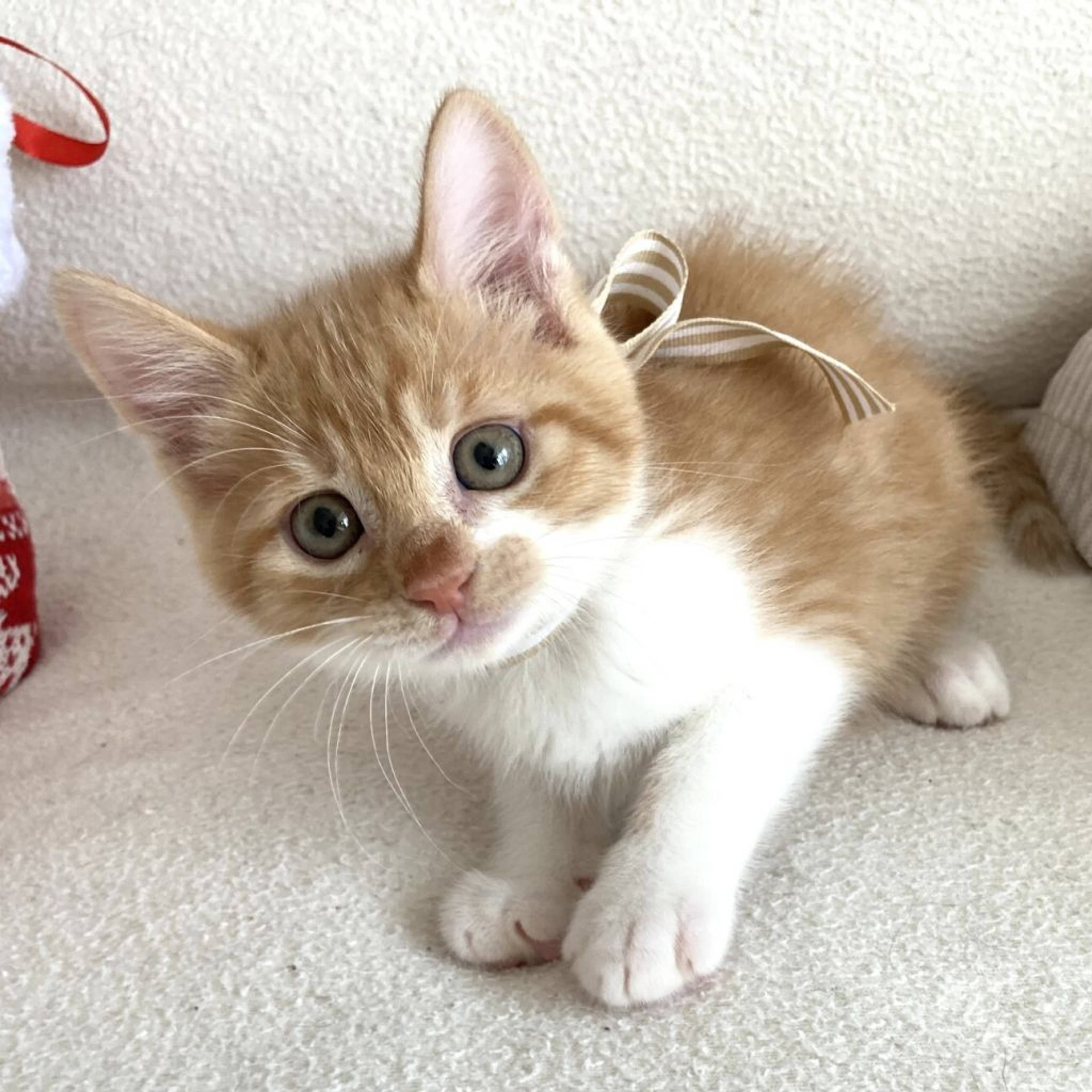 雑種（ミックス猫）・オスの里親募集の写真
