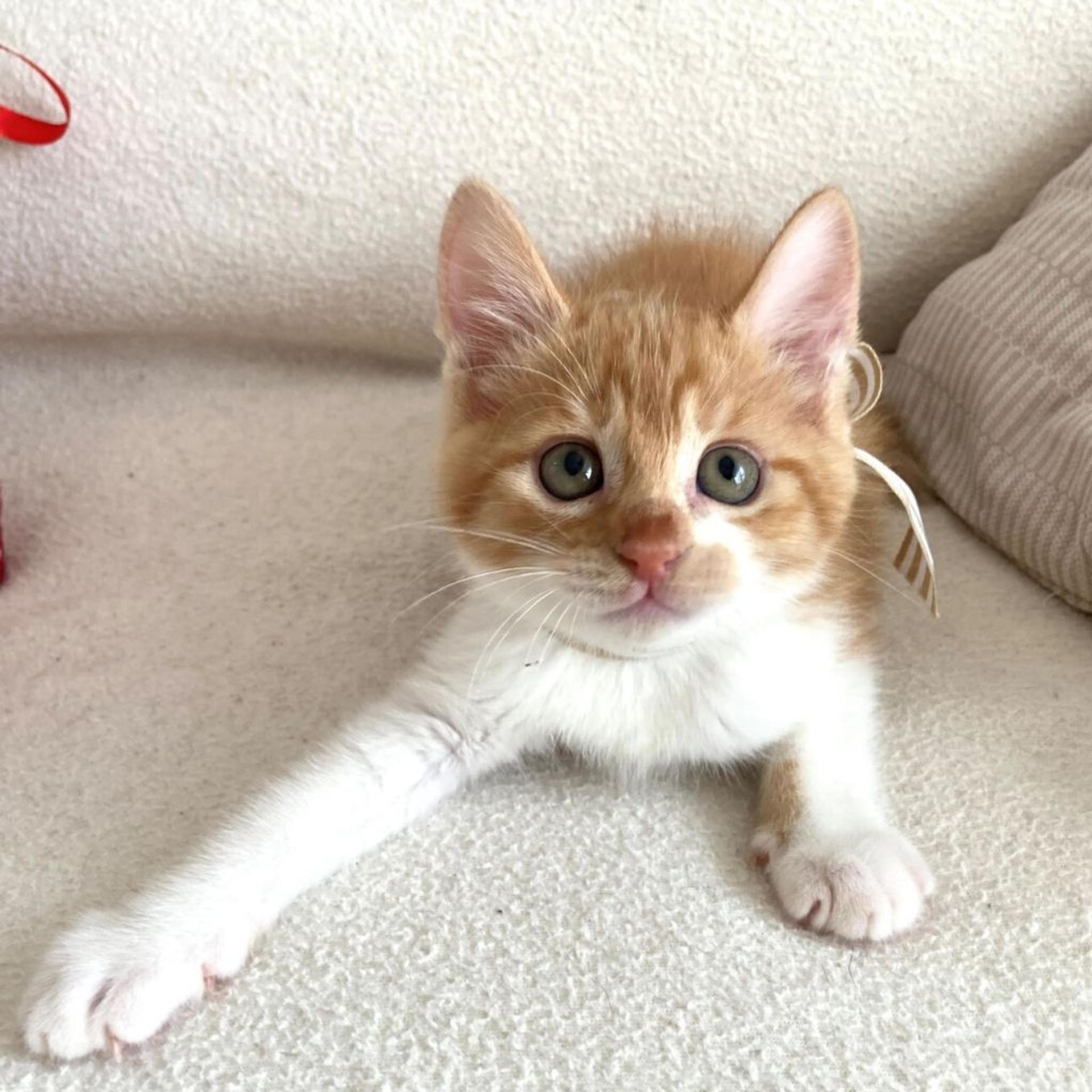 pet-image-5
