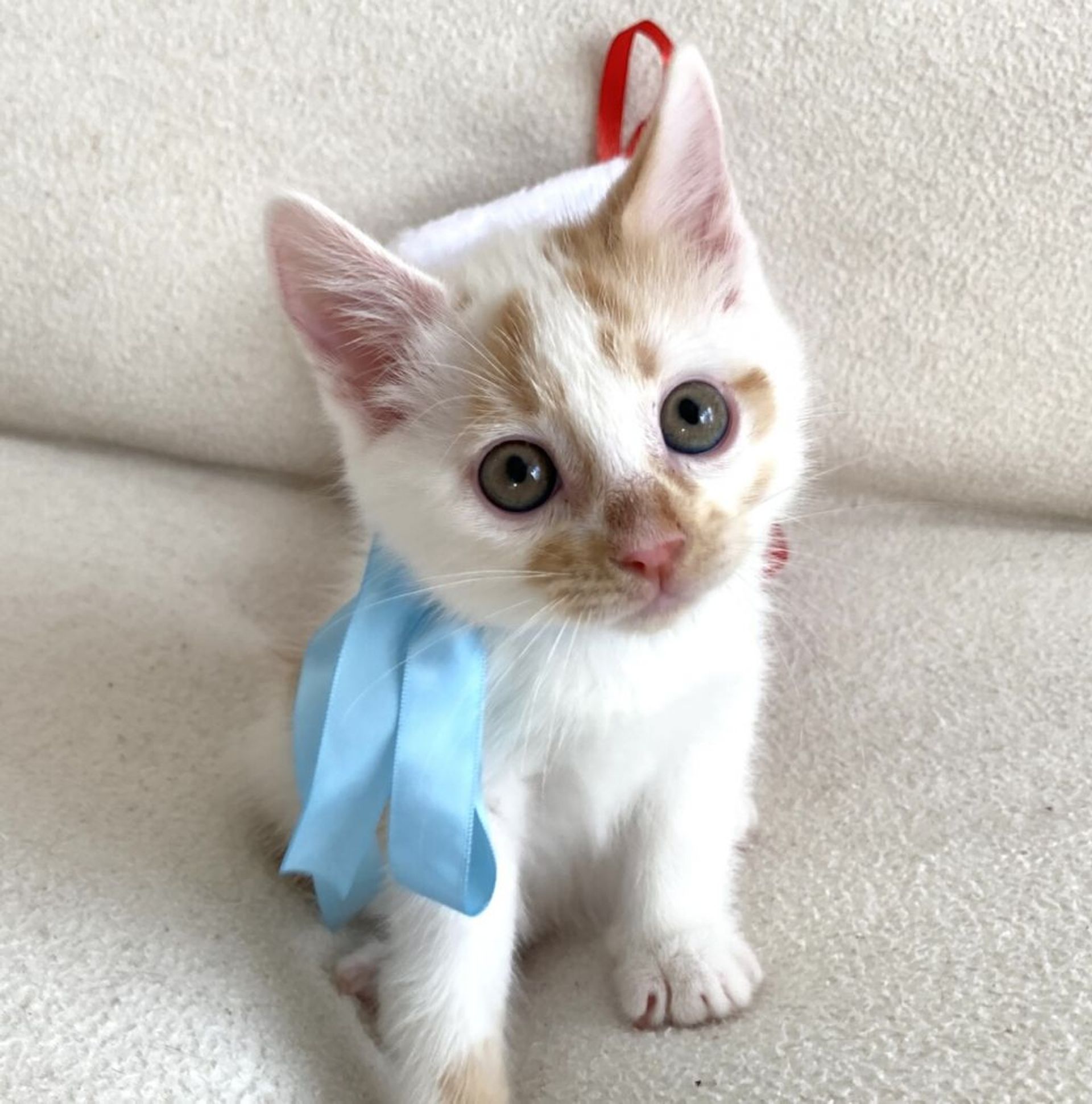雑種（ミックス猫）・オスの里親募集の写真