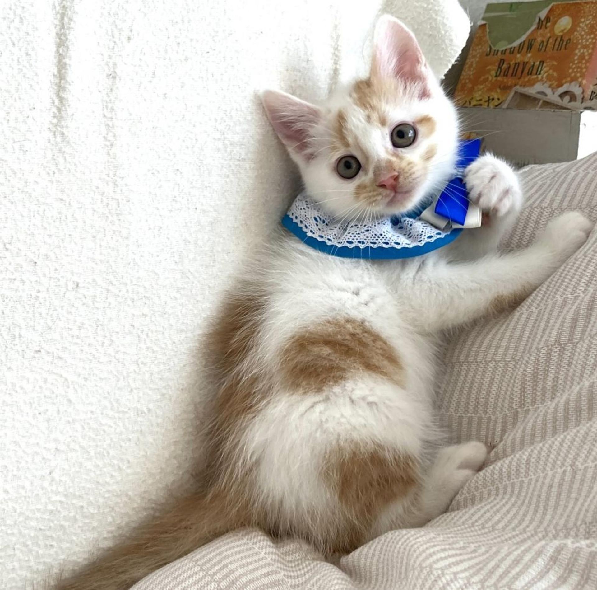 pet-image-4