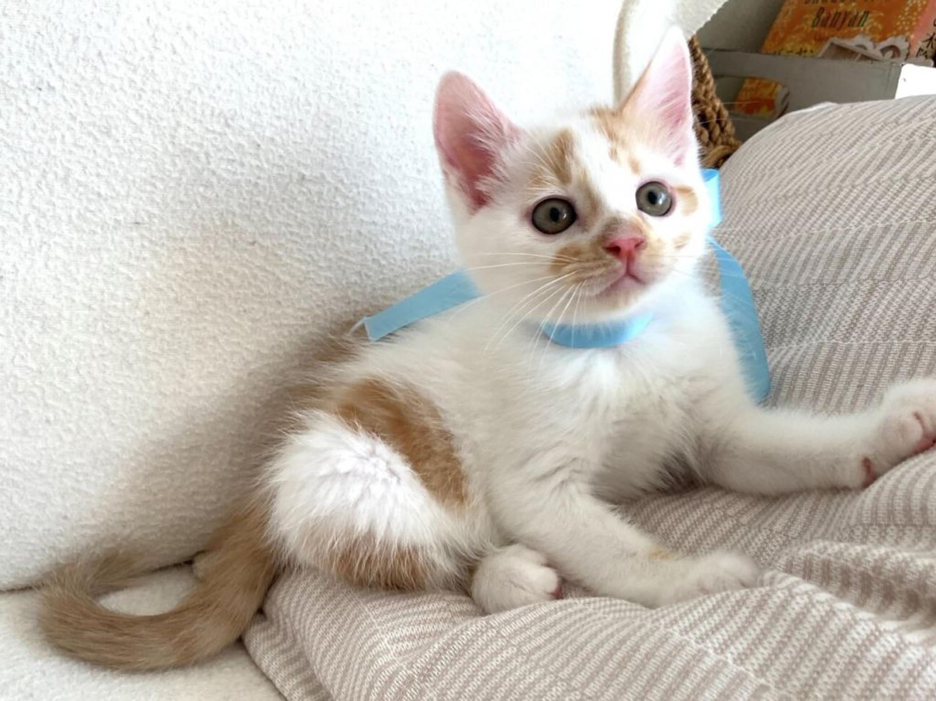 pet-image-5