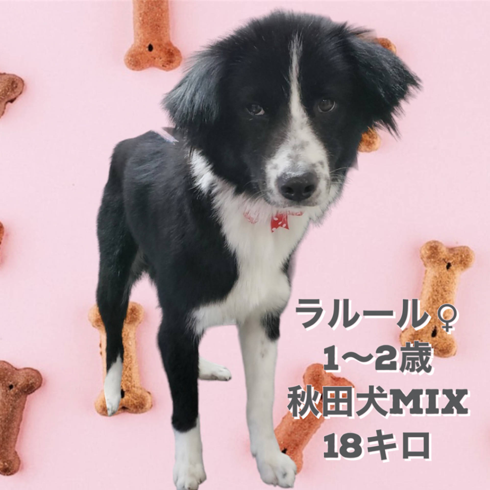 雑種（ミックス犬）・メスの里親募集の写真