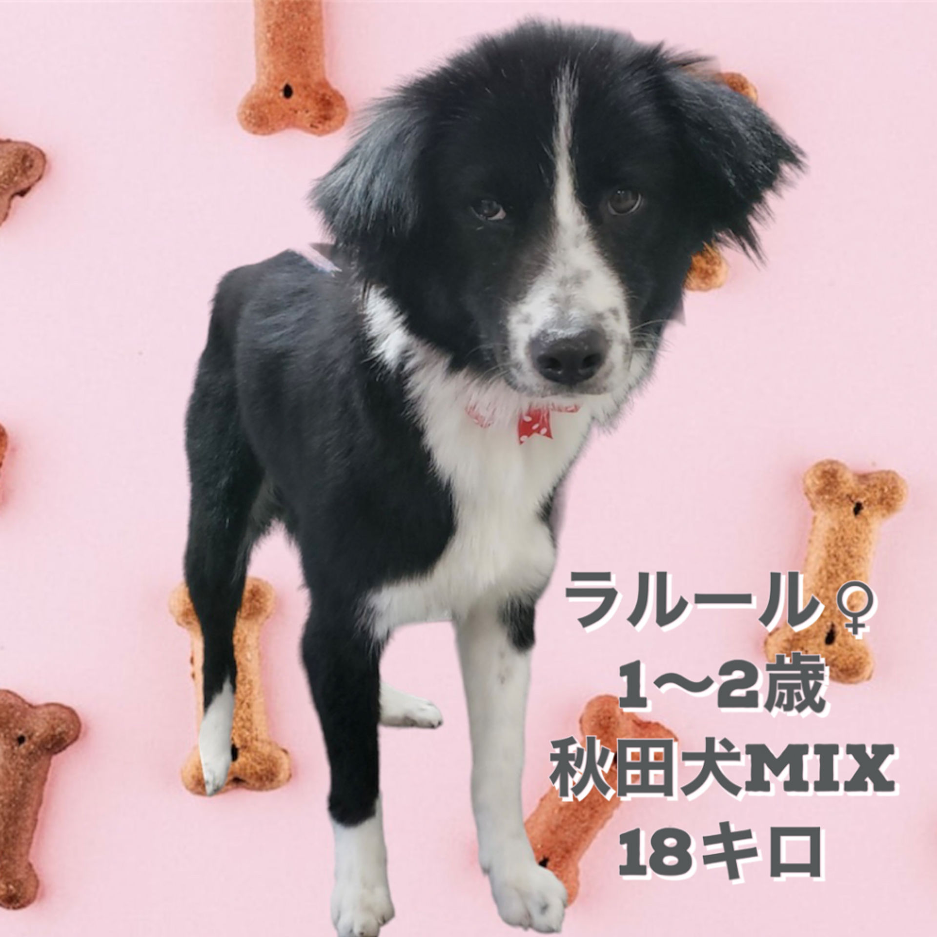 雑種（ミックス犬）・メスの里親募集の写真