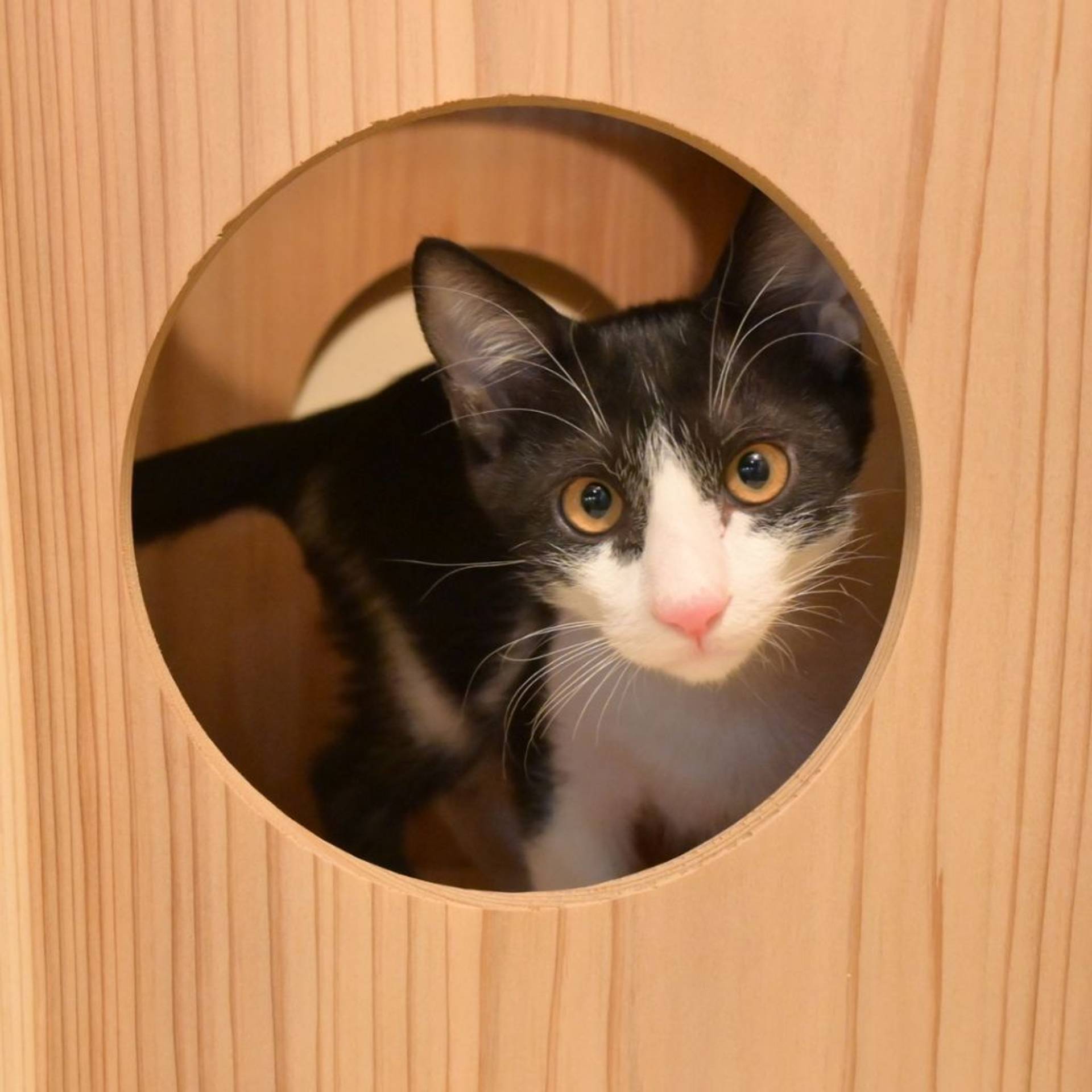 雑種（ミックス猫）・オスの里親募集の写真