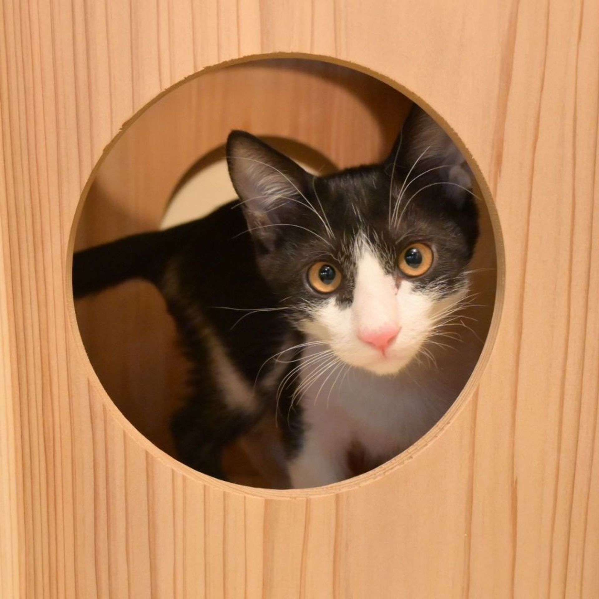雑種（ミックス猫）・オスの里親募集の写真