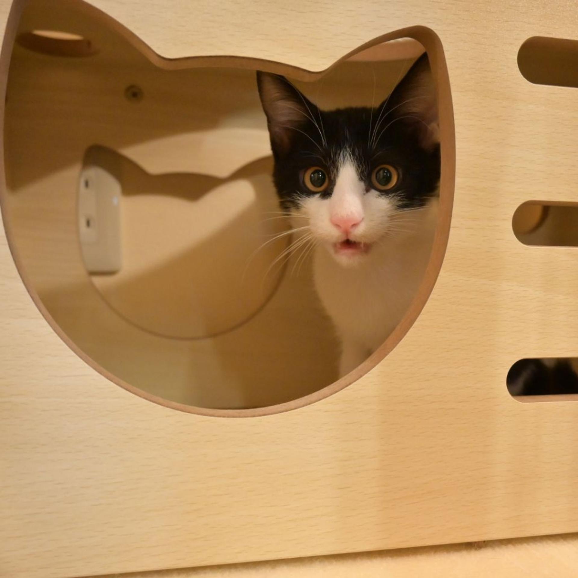 pet-image-5