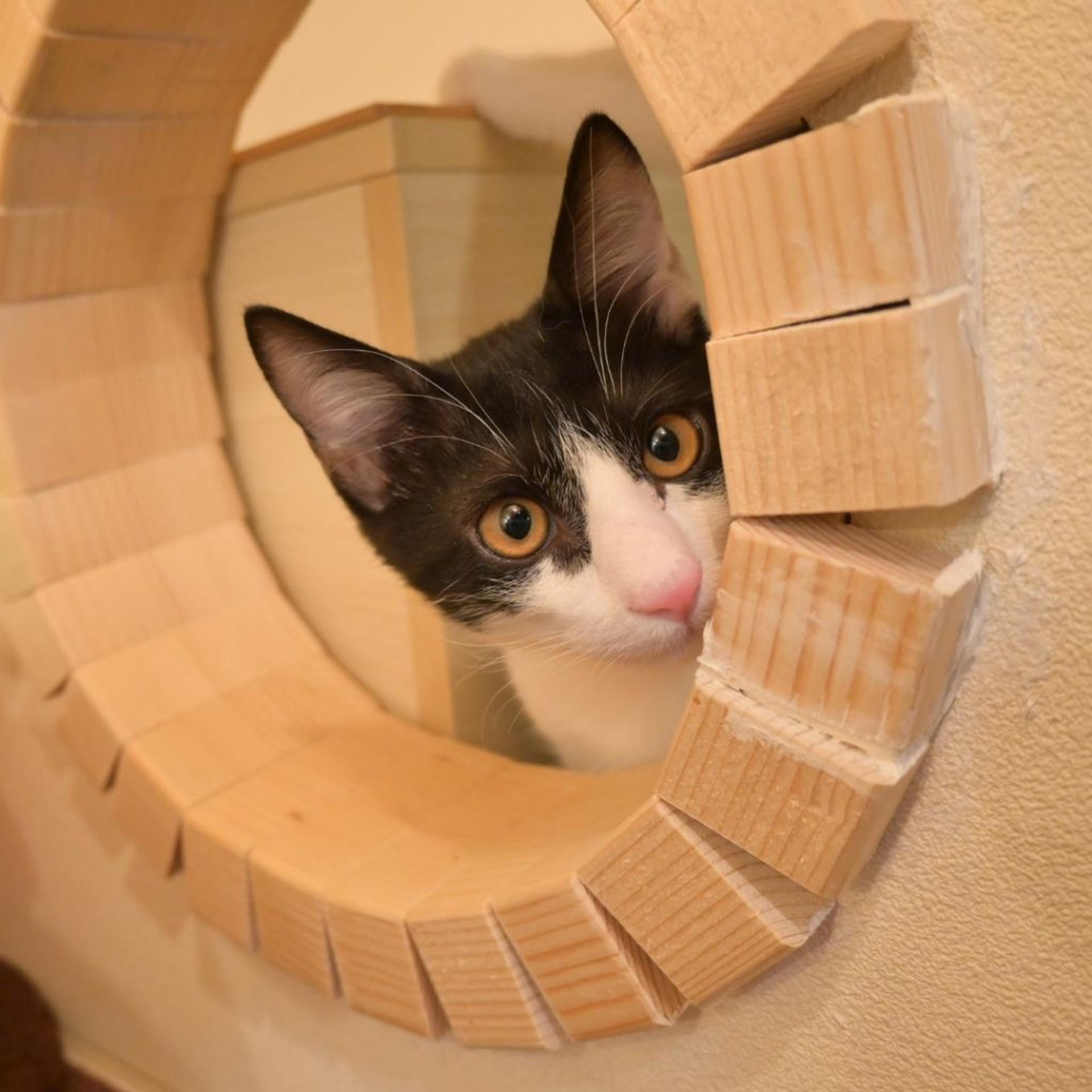 pet-image-7