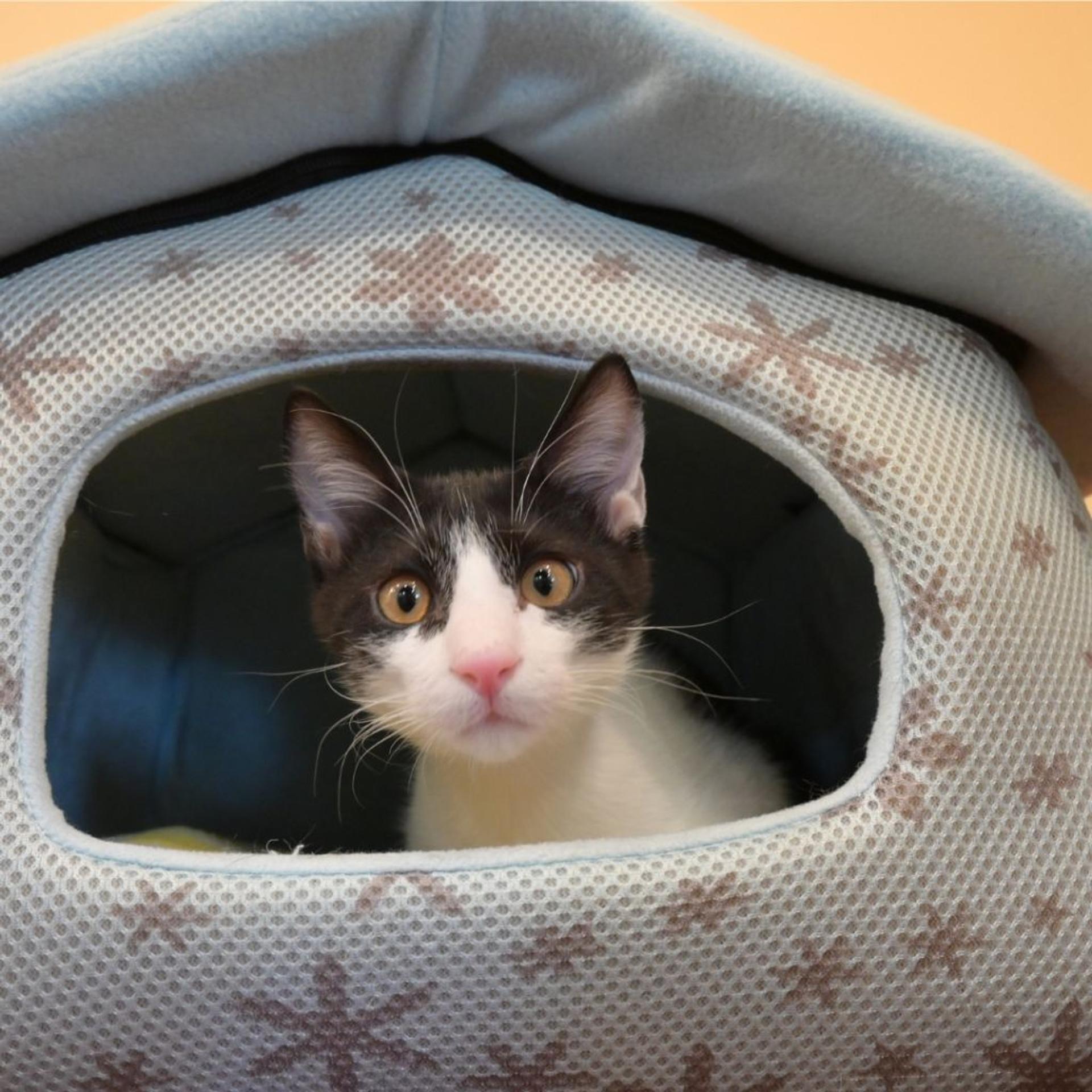 pet-image-8