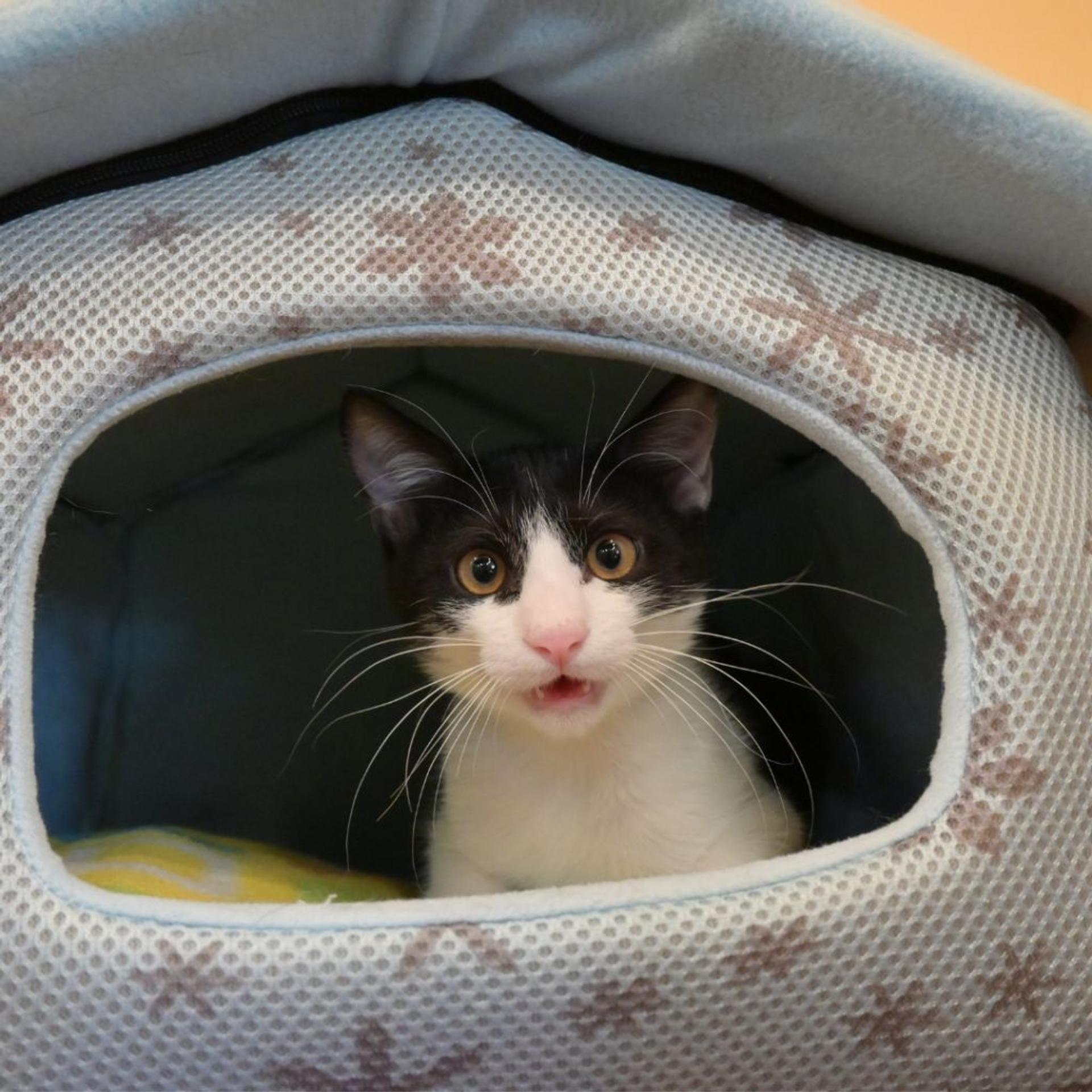 pet-image-9
