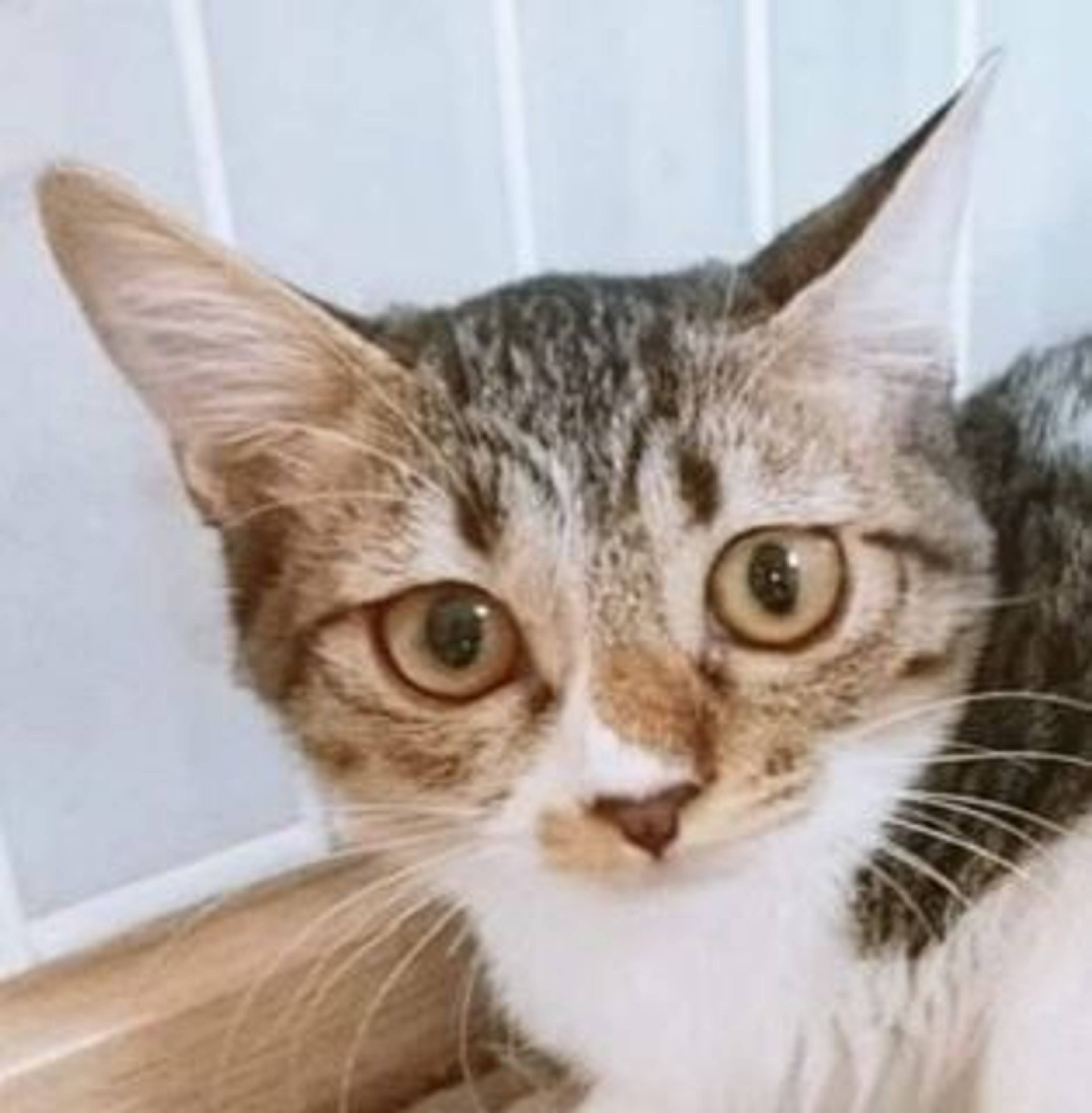 雑種（ミックス猫）・メスの里親募集の写真