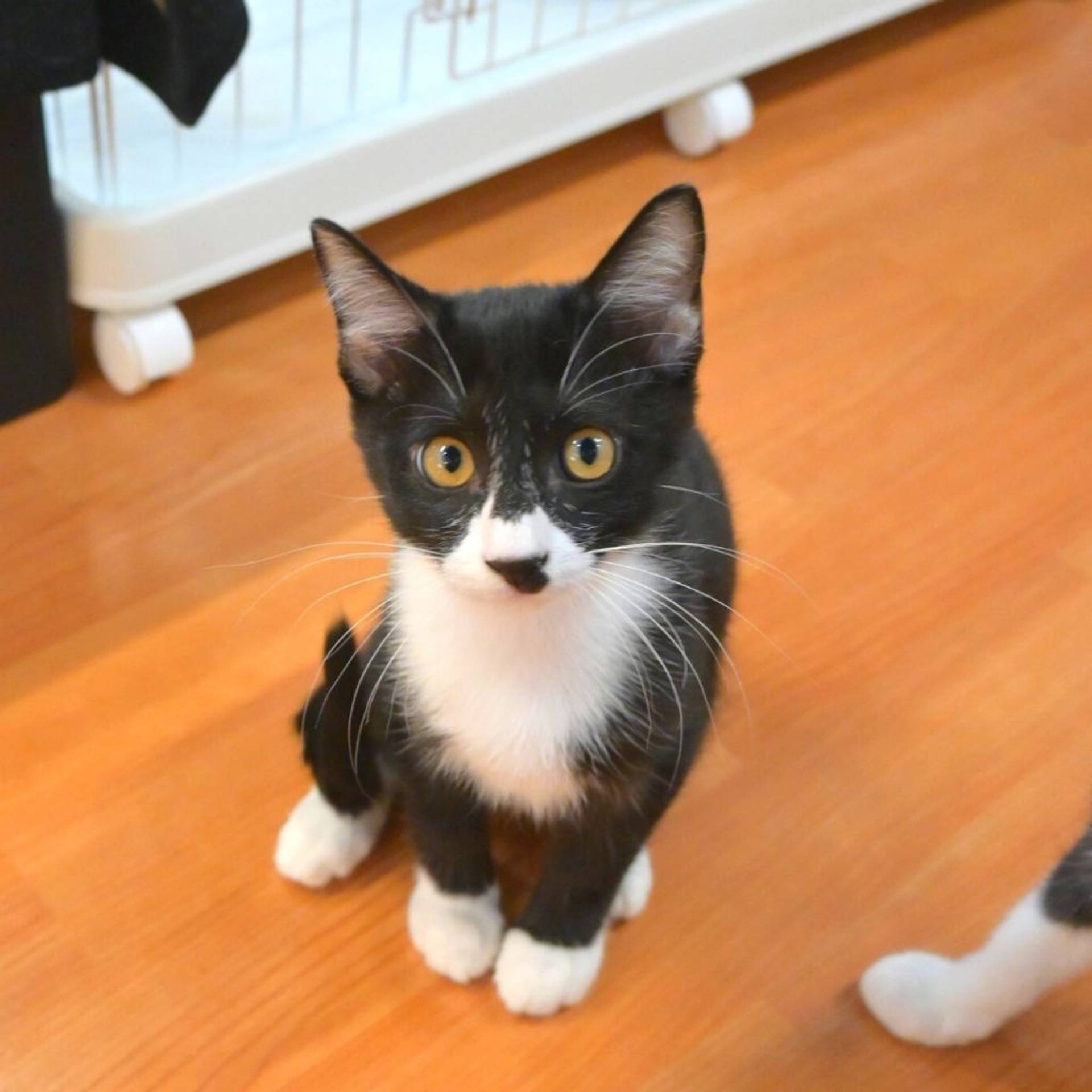 雑種（ミックス猫）・オスの里親募集の写真