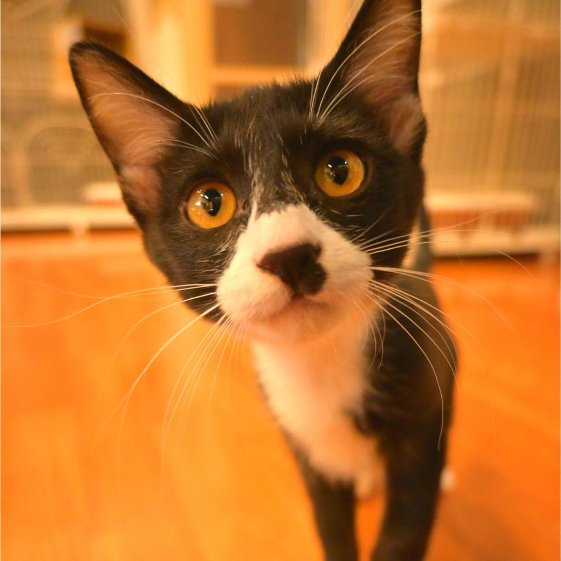 pet-image-3
