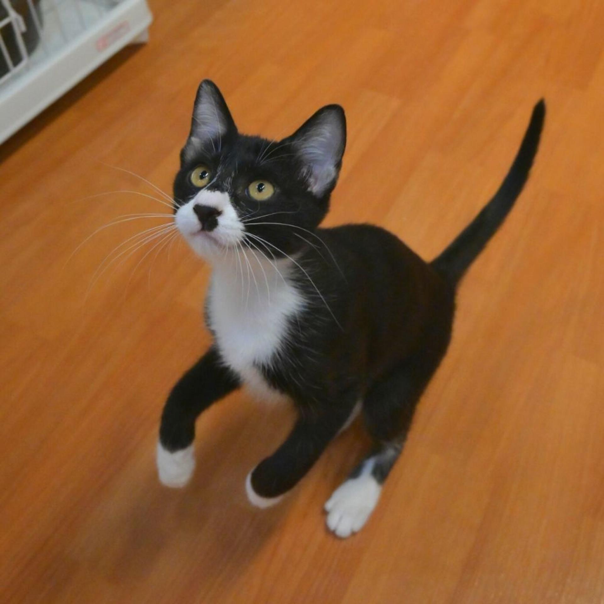 pet-image-4