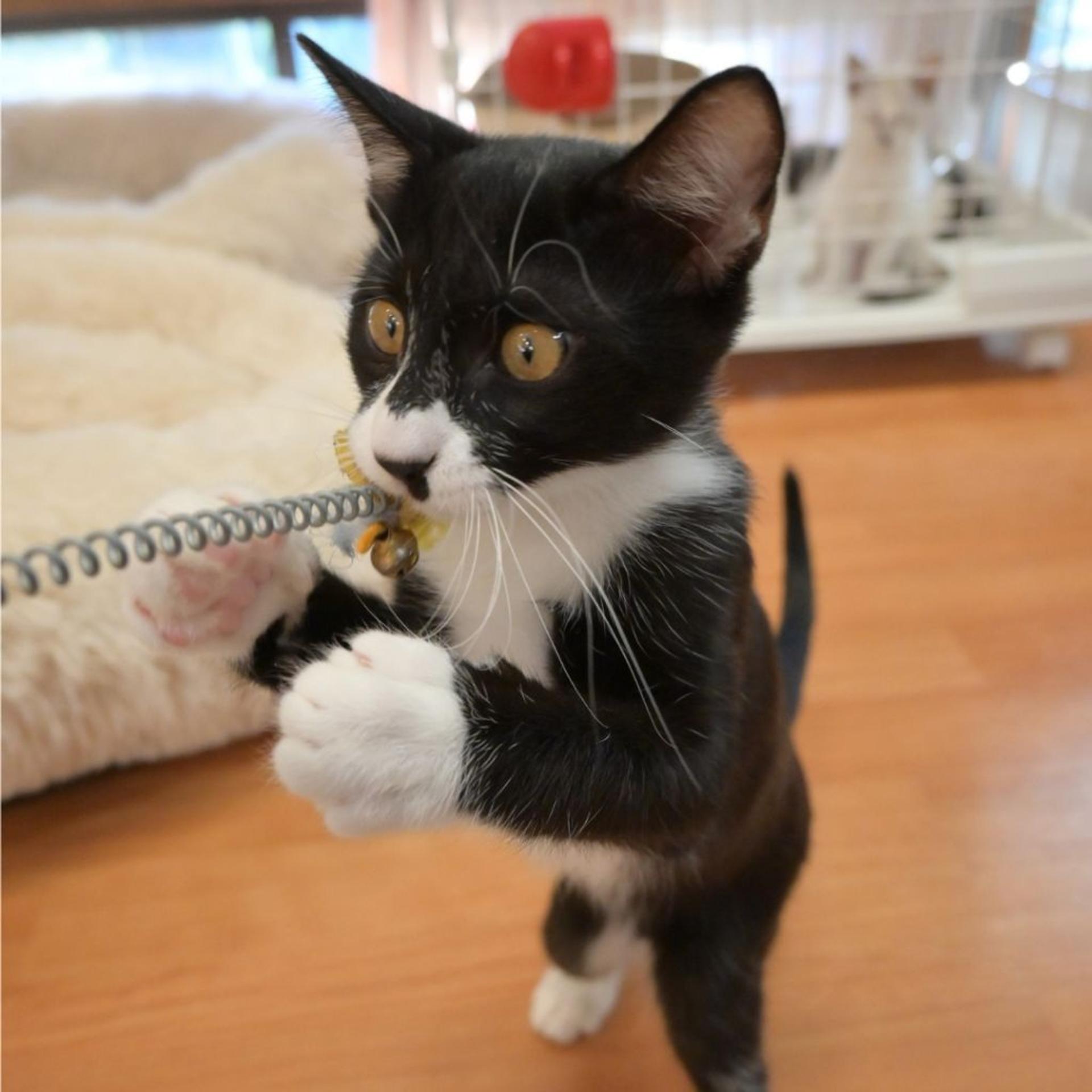 pet-image-6