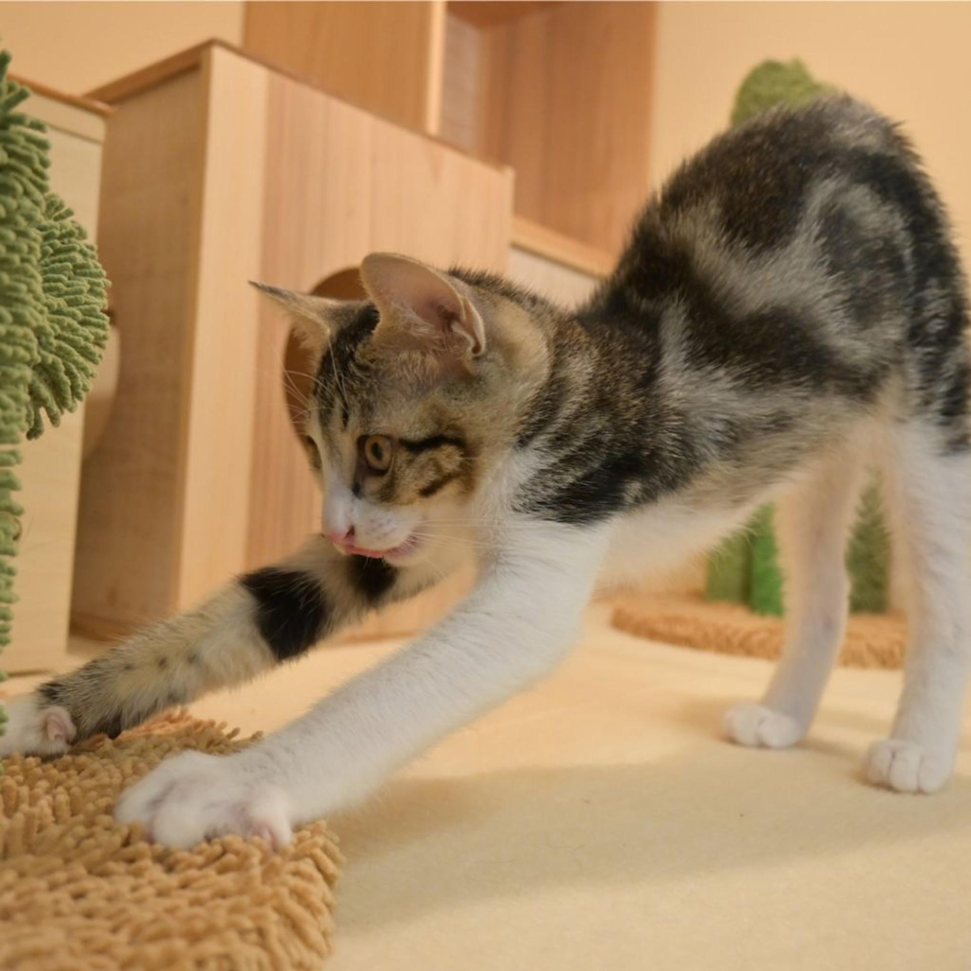 pet-image-4