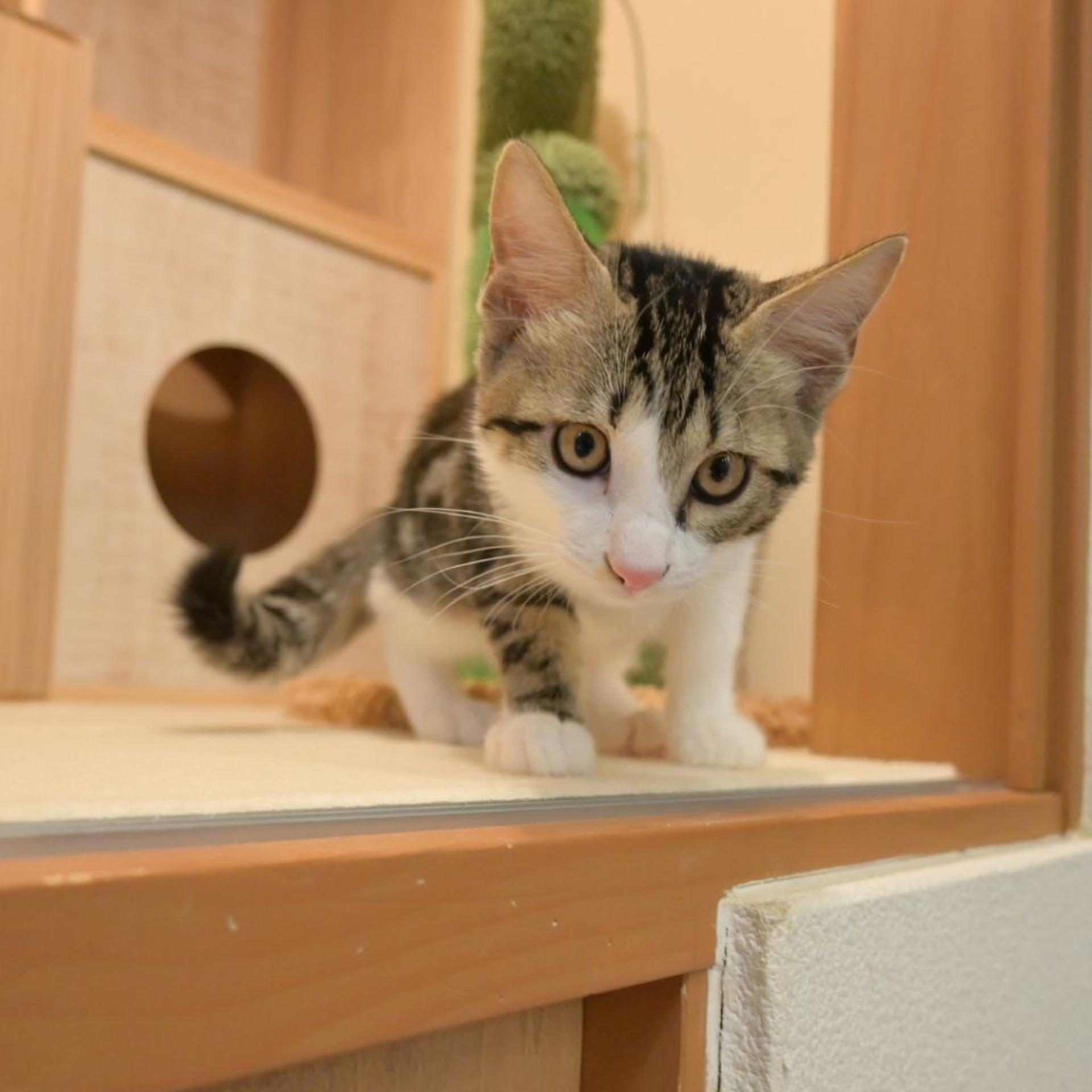 pet-image-5