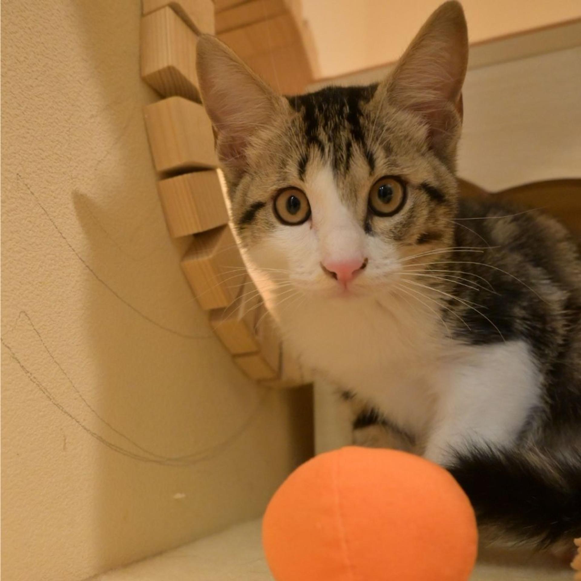 pet-image-7
