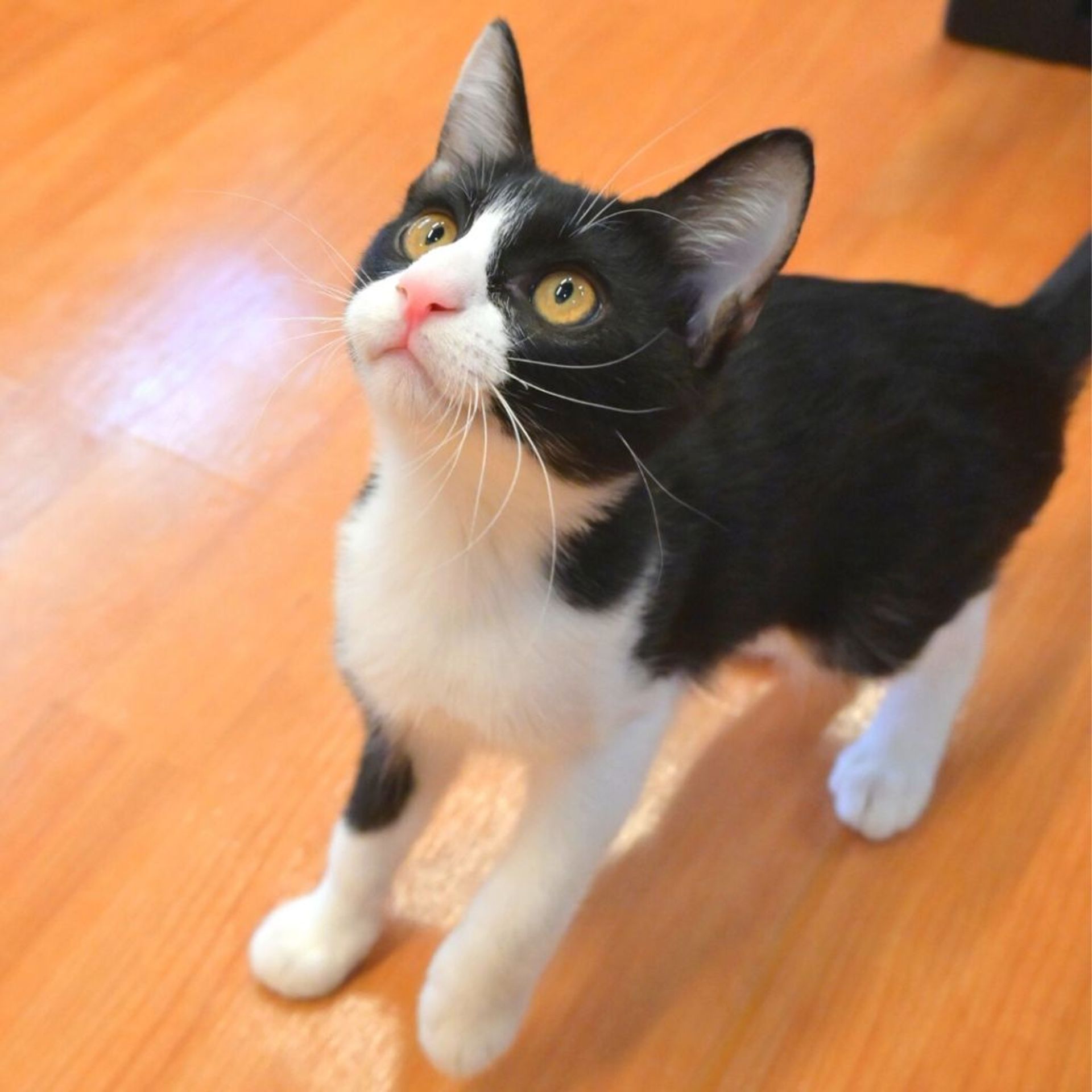 雑種（ミックス猫）・オスの里親募集の写真