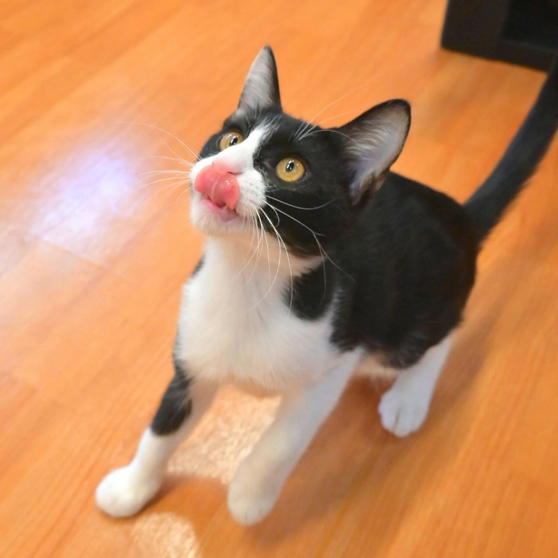 pet-image-2