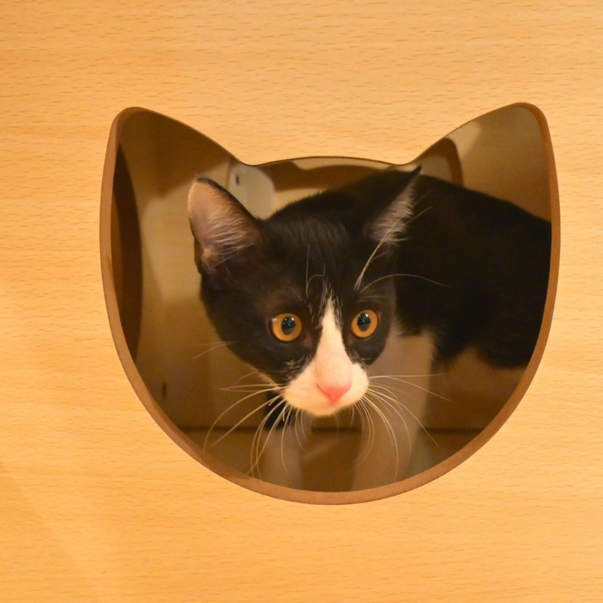 pet-image-3