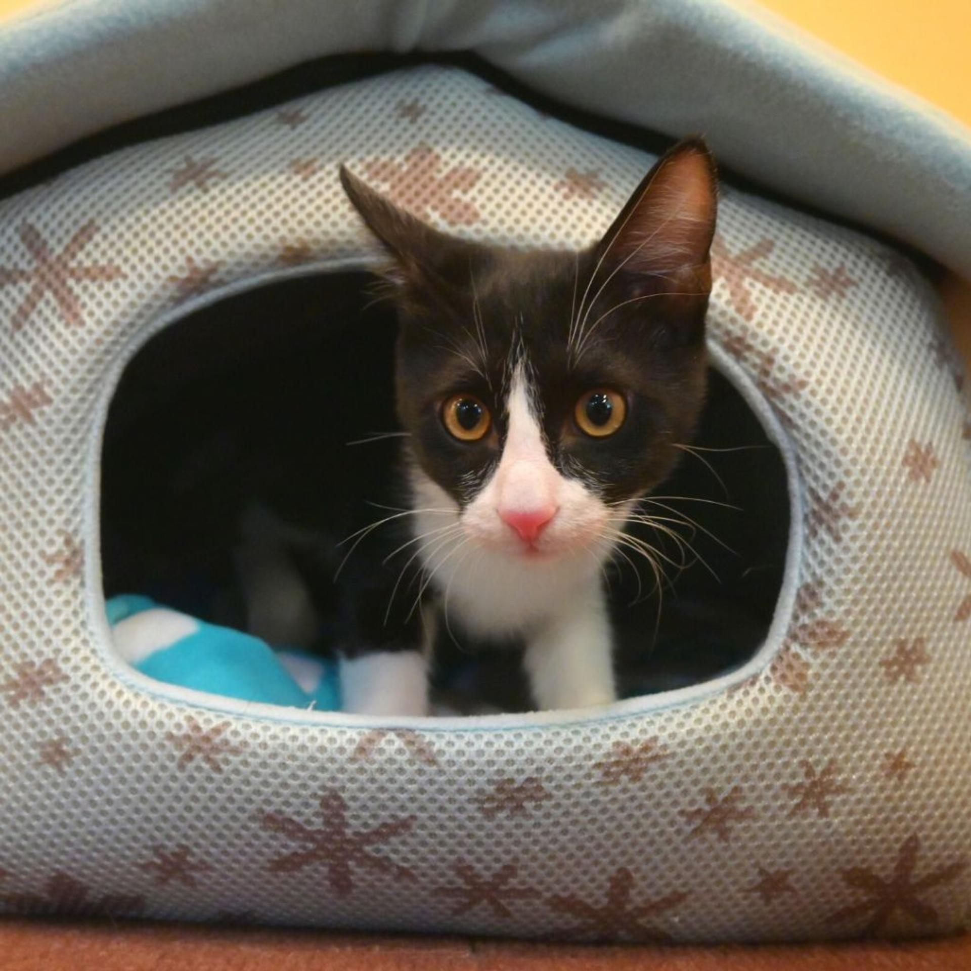 pet-image-5