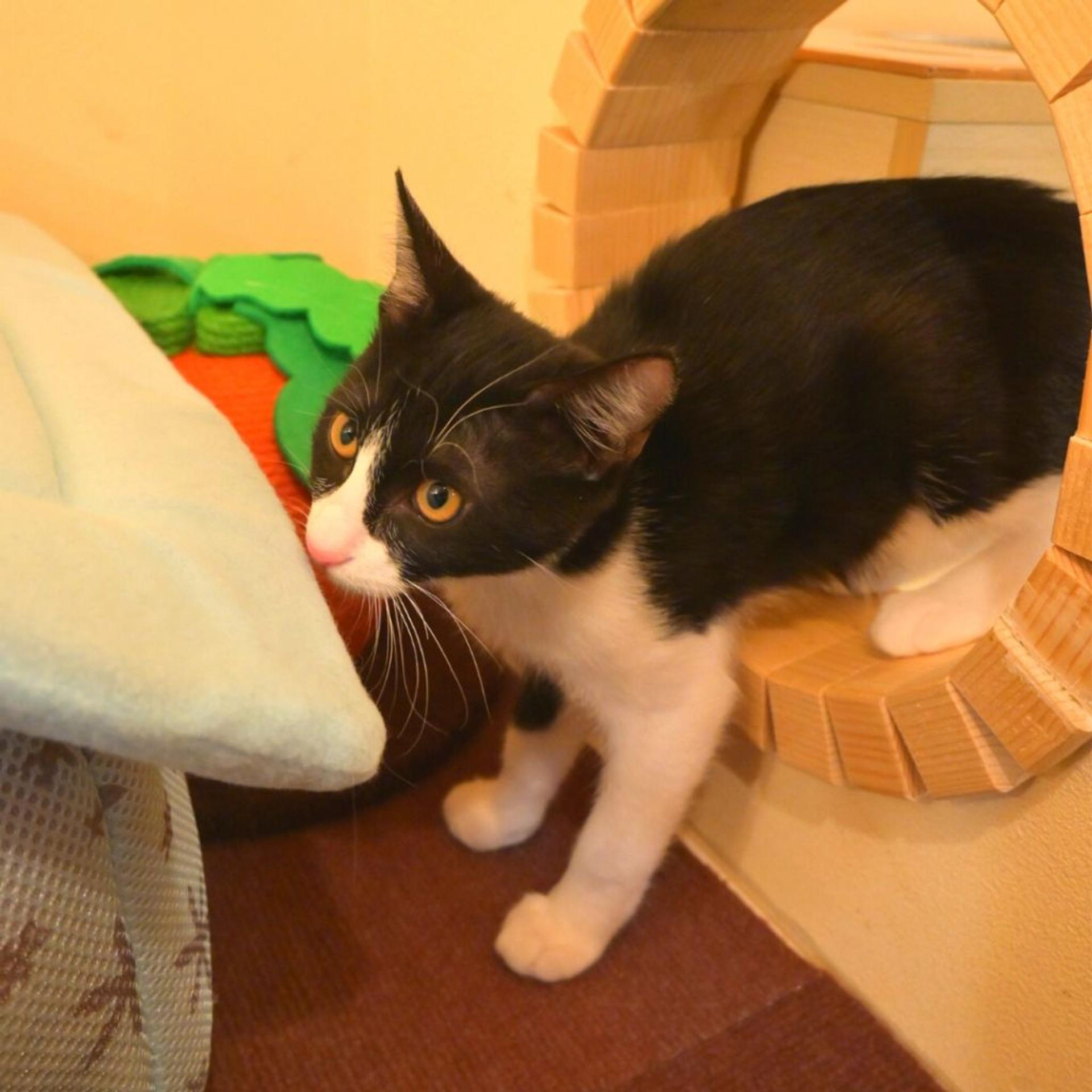 pet-image-8