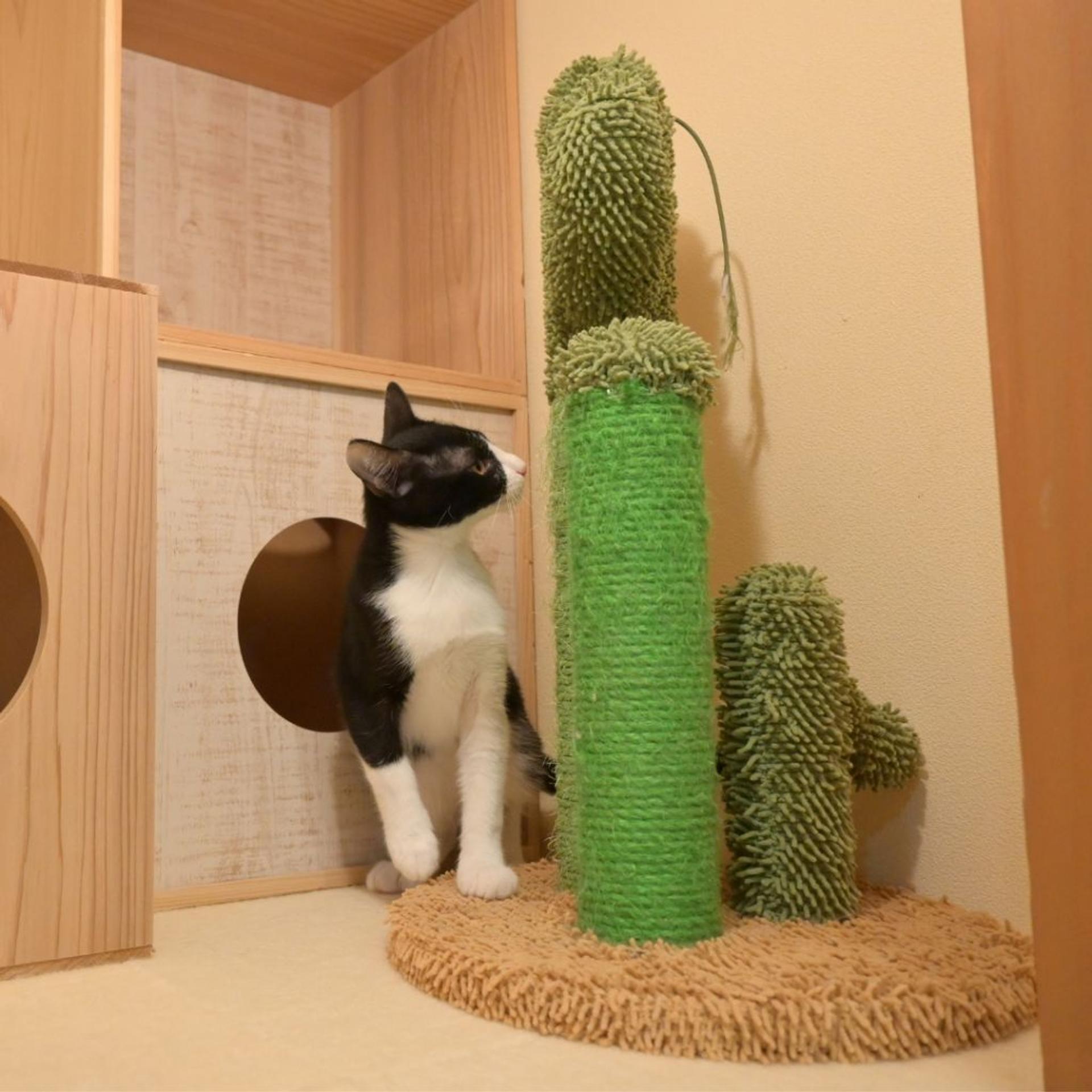 pet-image-9