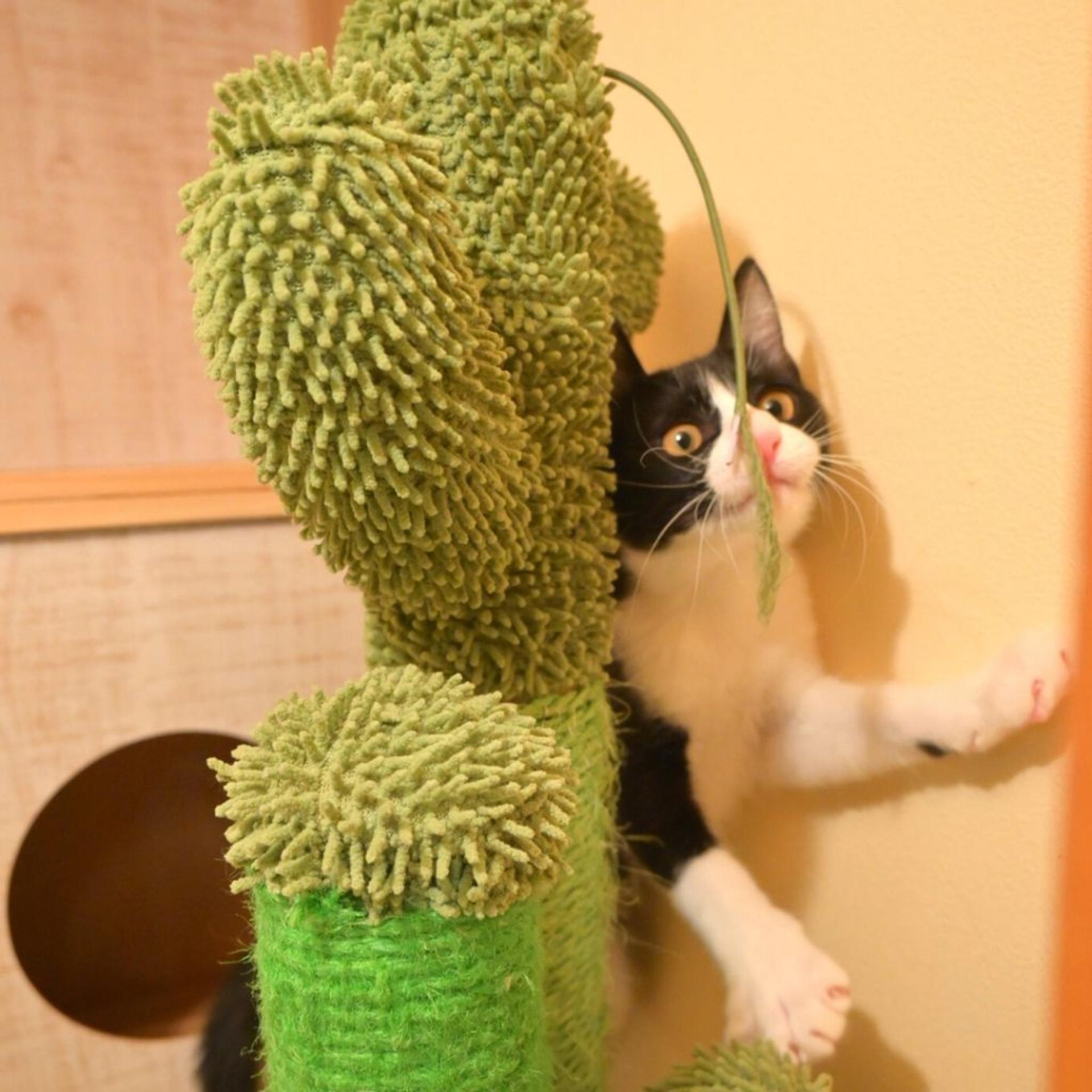 pet-image-10