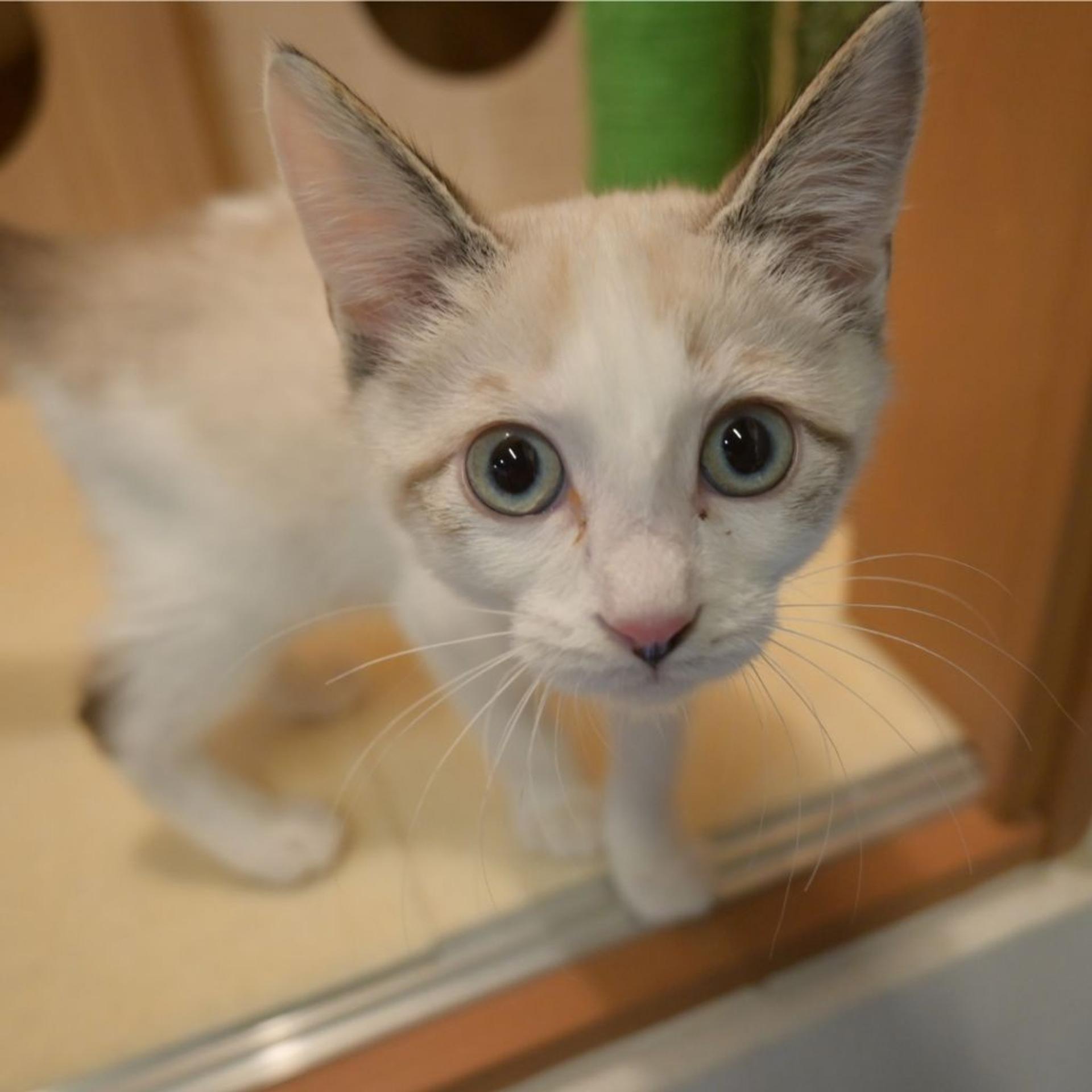 pet-image-2