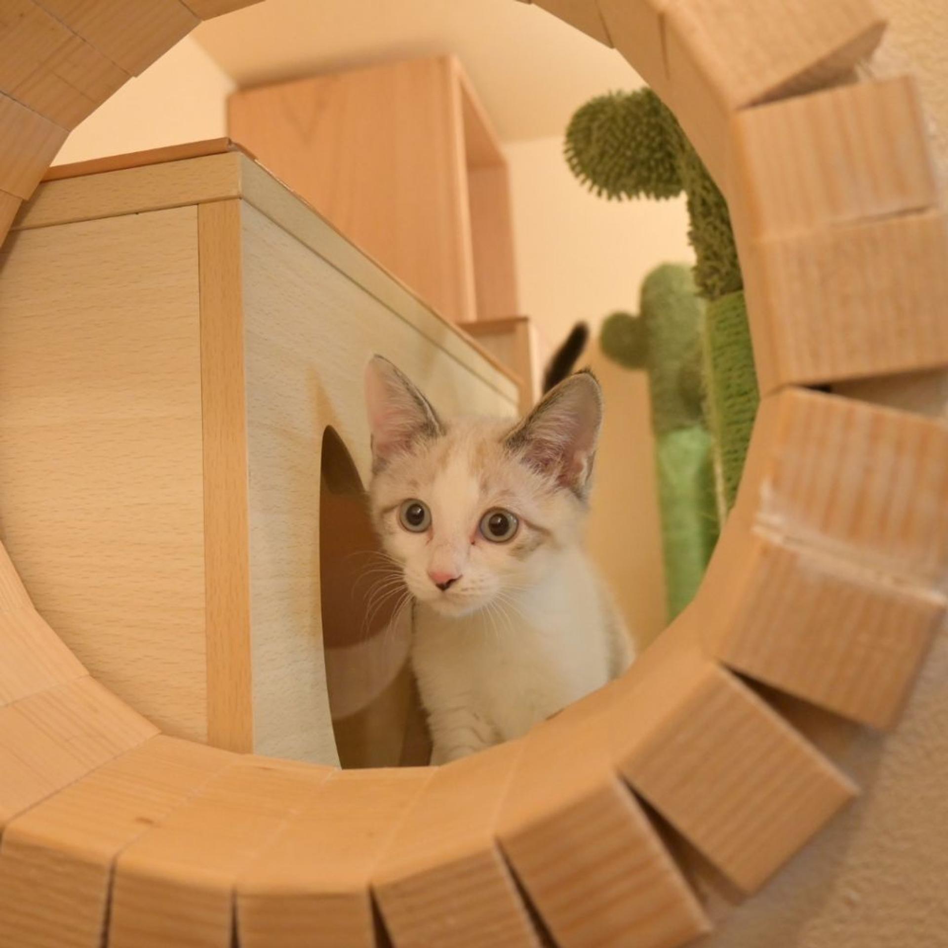 pet-image-3