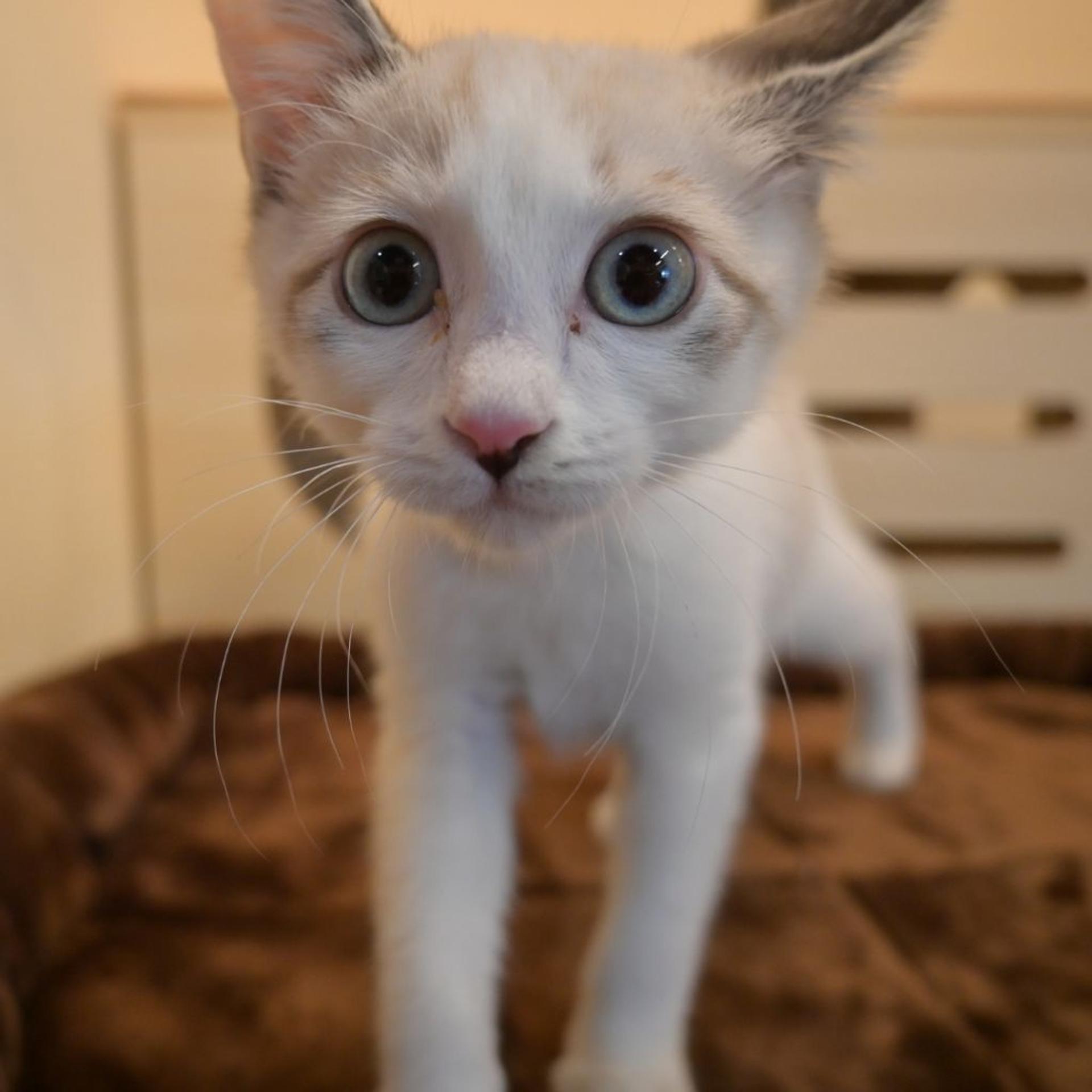 pet-image-4