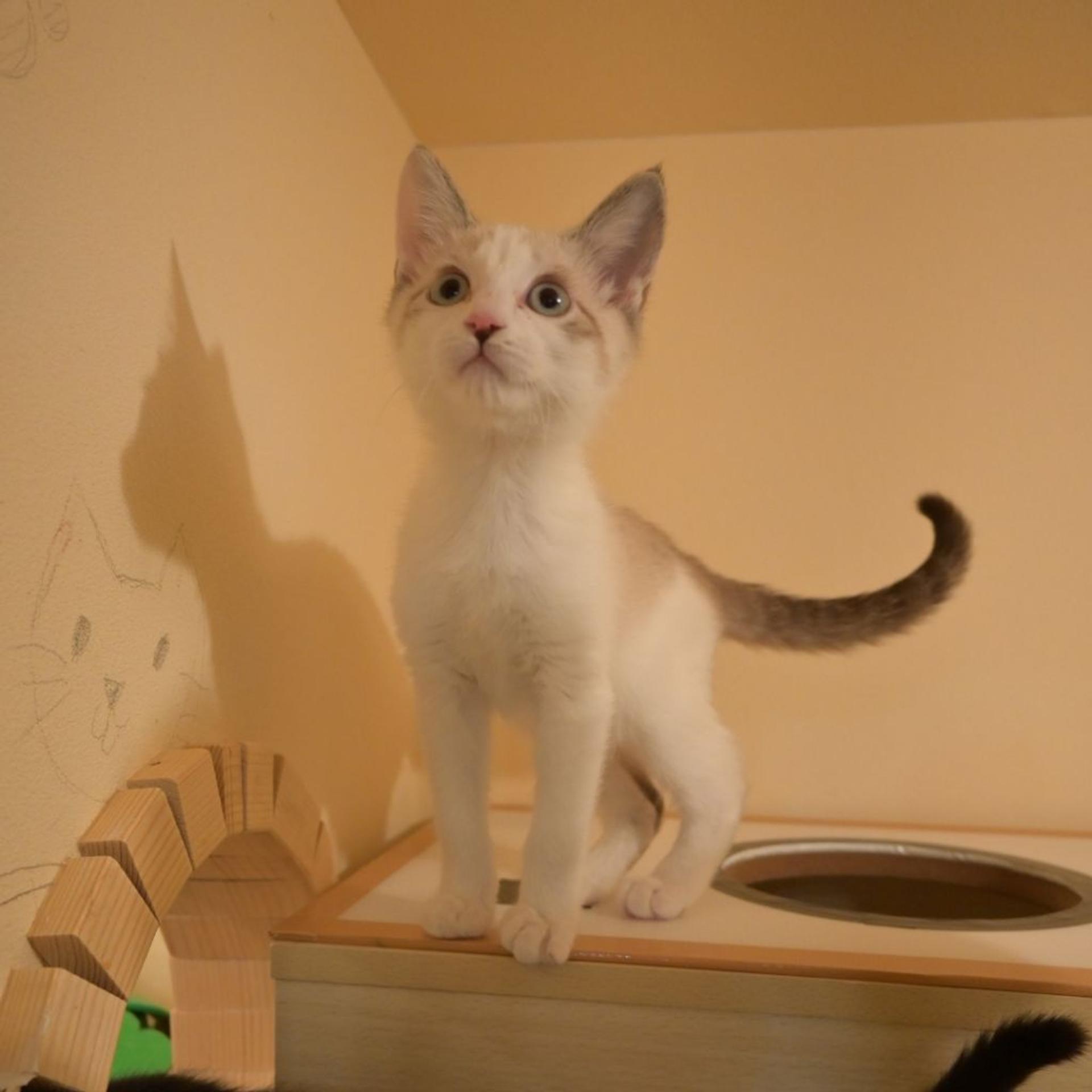 pet-image-5