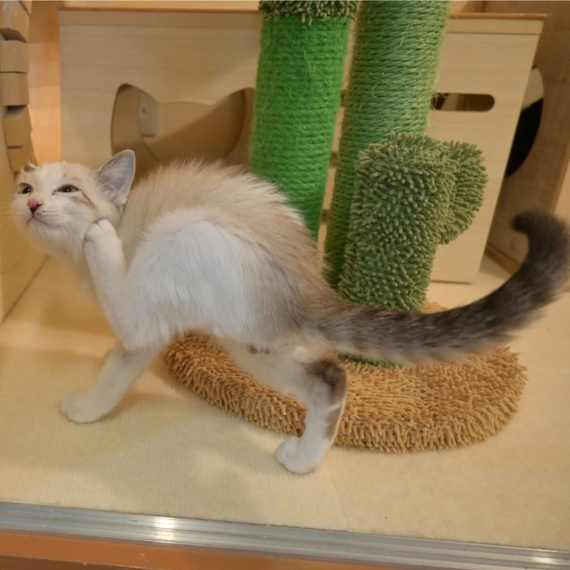 pet-image-6