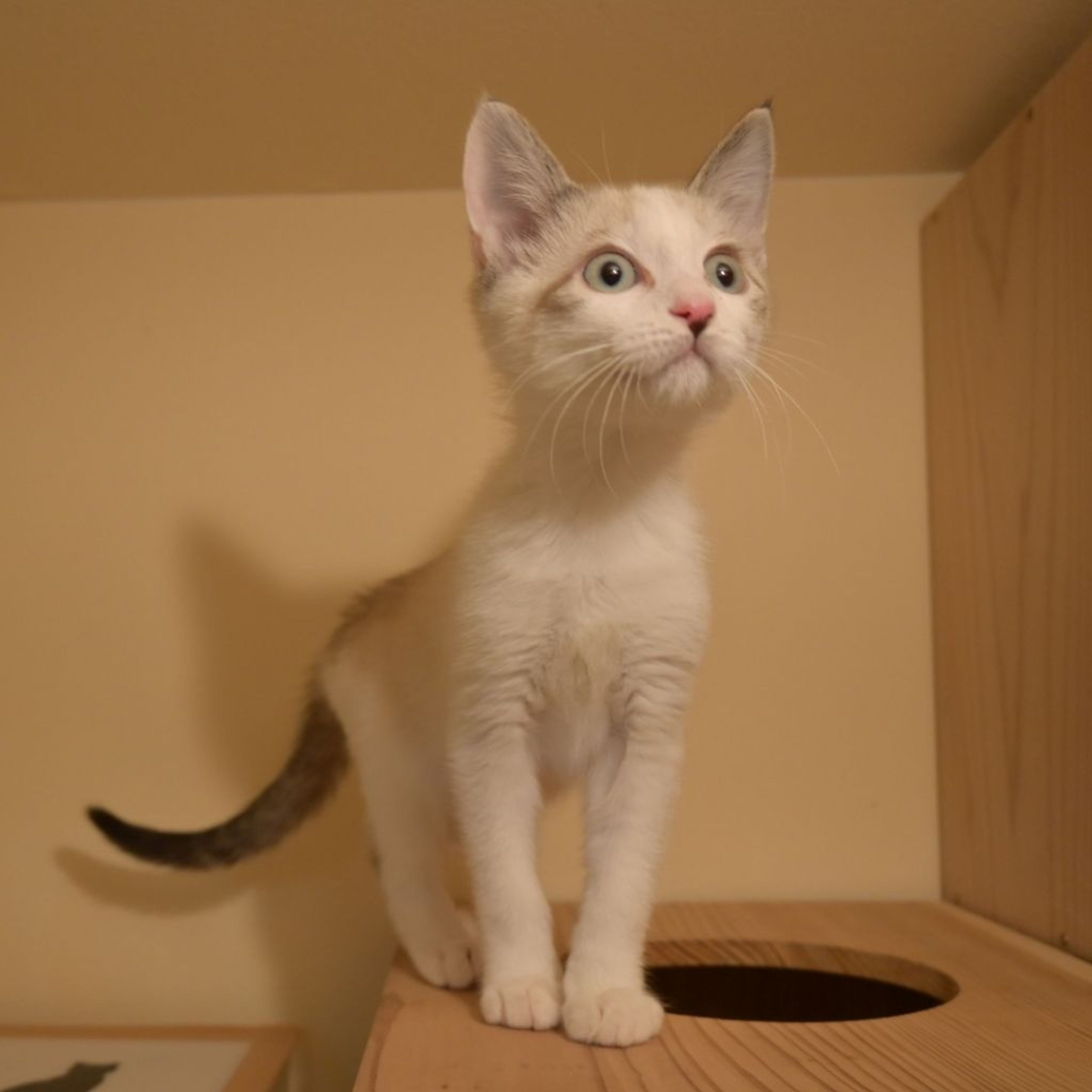 pet-image-7